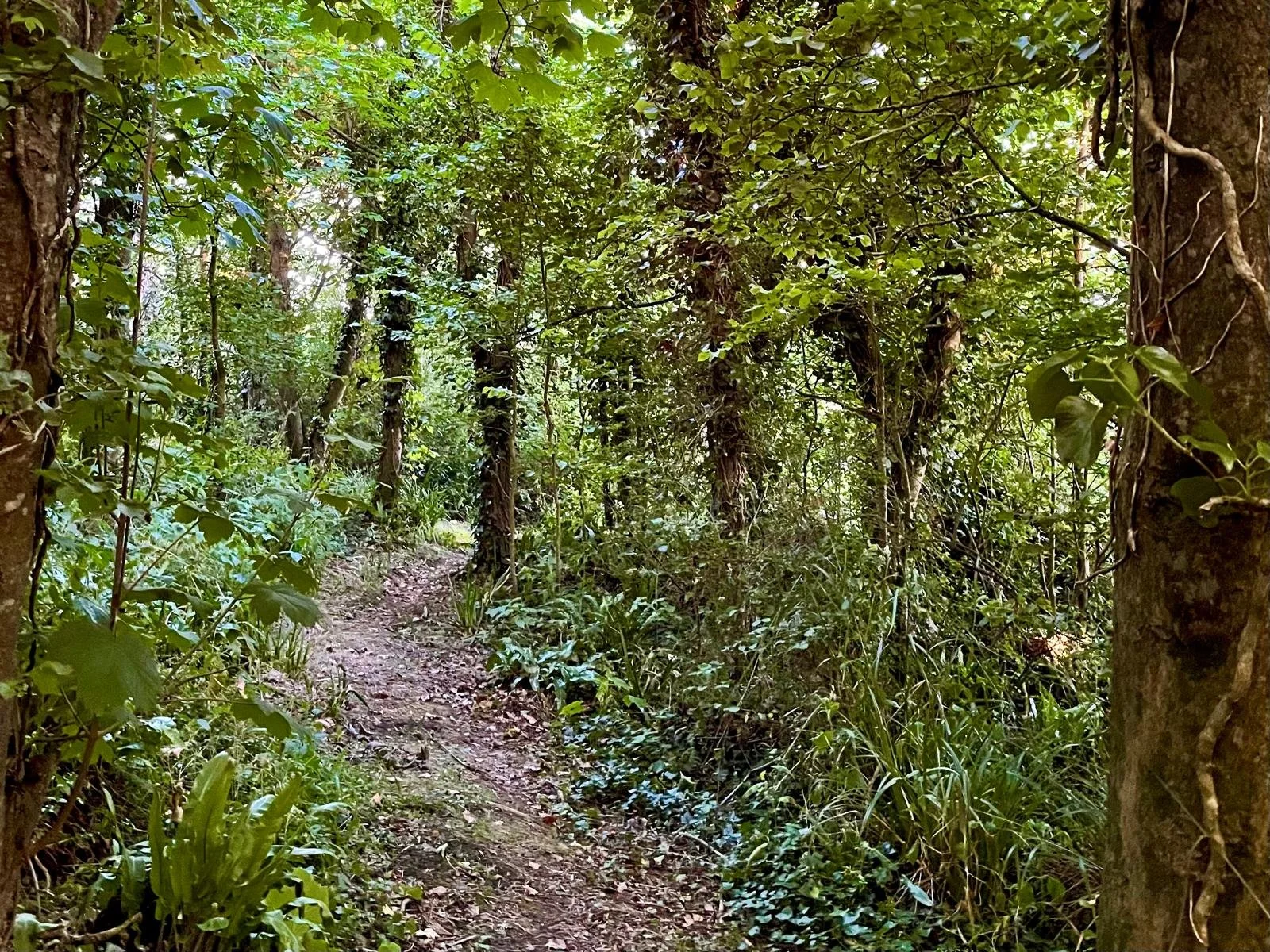 A narrow dirt trail winds through a dense, green forest with tall trees and lush foliage.