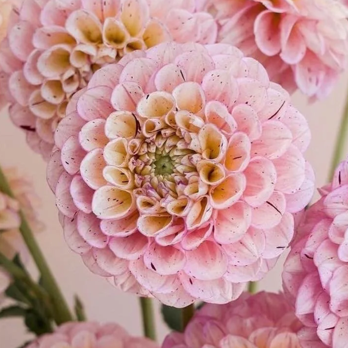 72F672BB-29E7-4DEA-BB2D-3273BE3A7106.png