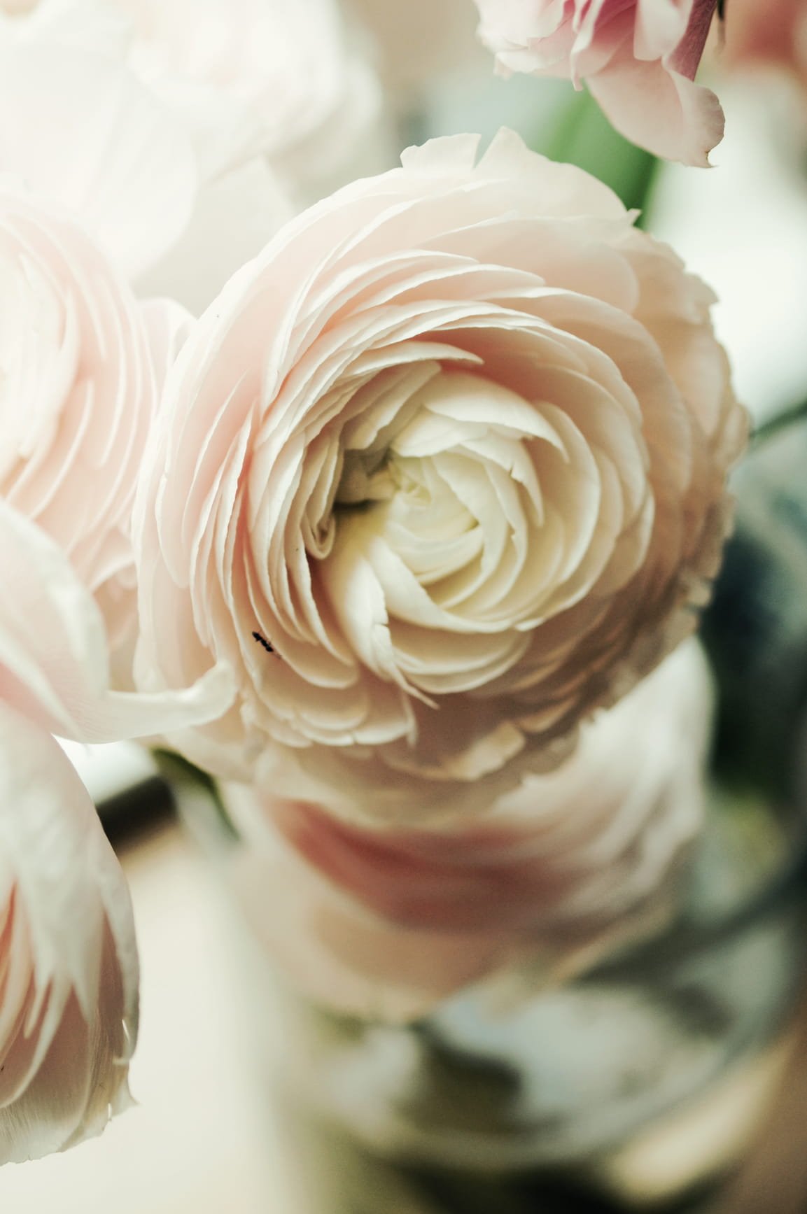 White ranunculus flower in bloom at Blume Estate flower farm