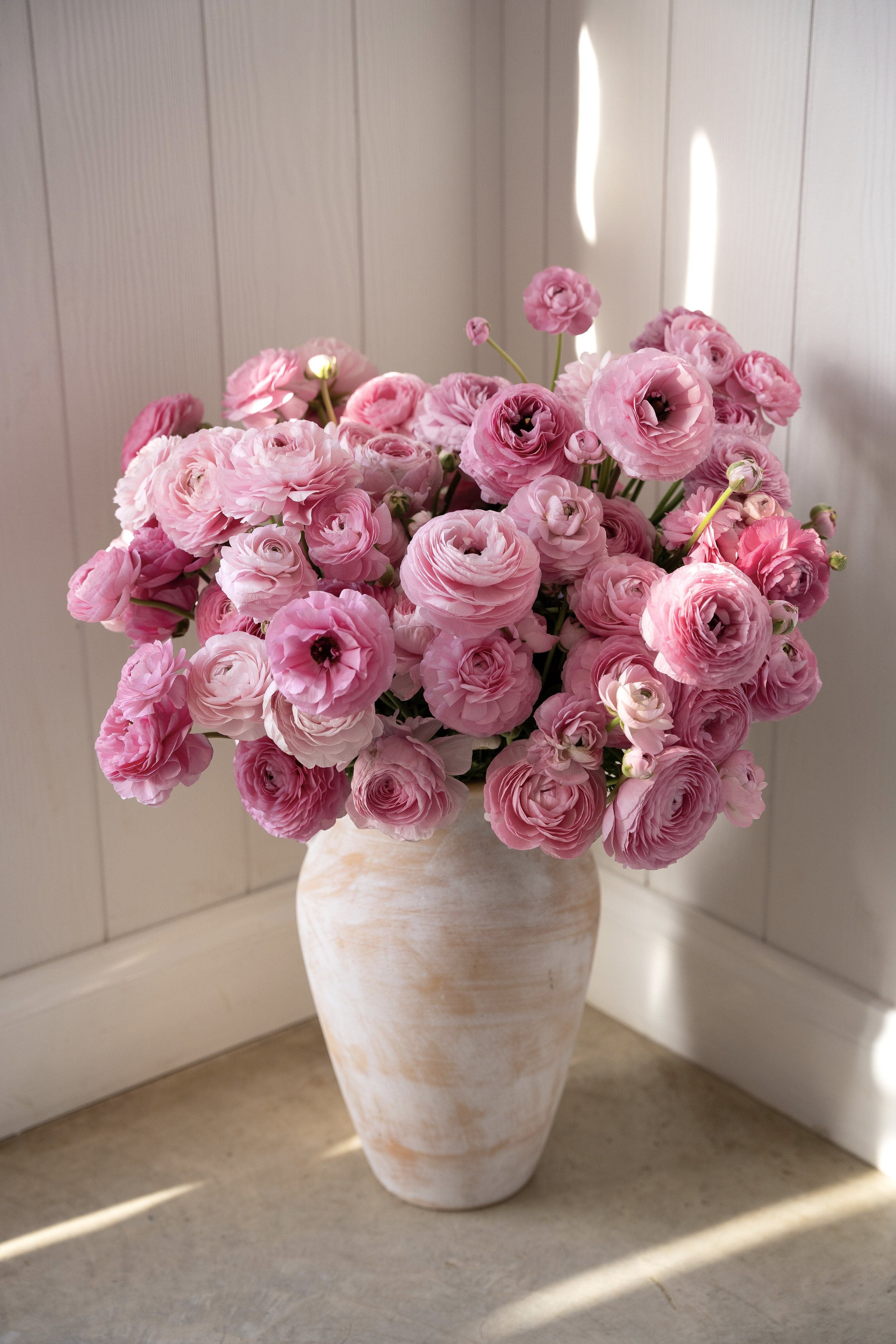 Marshmellow Ranunculus