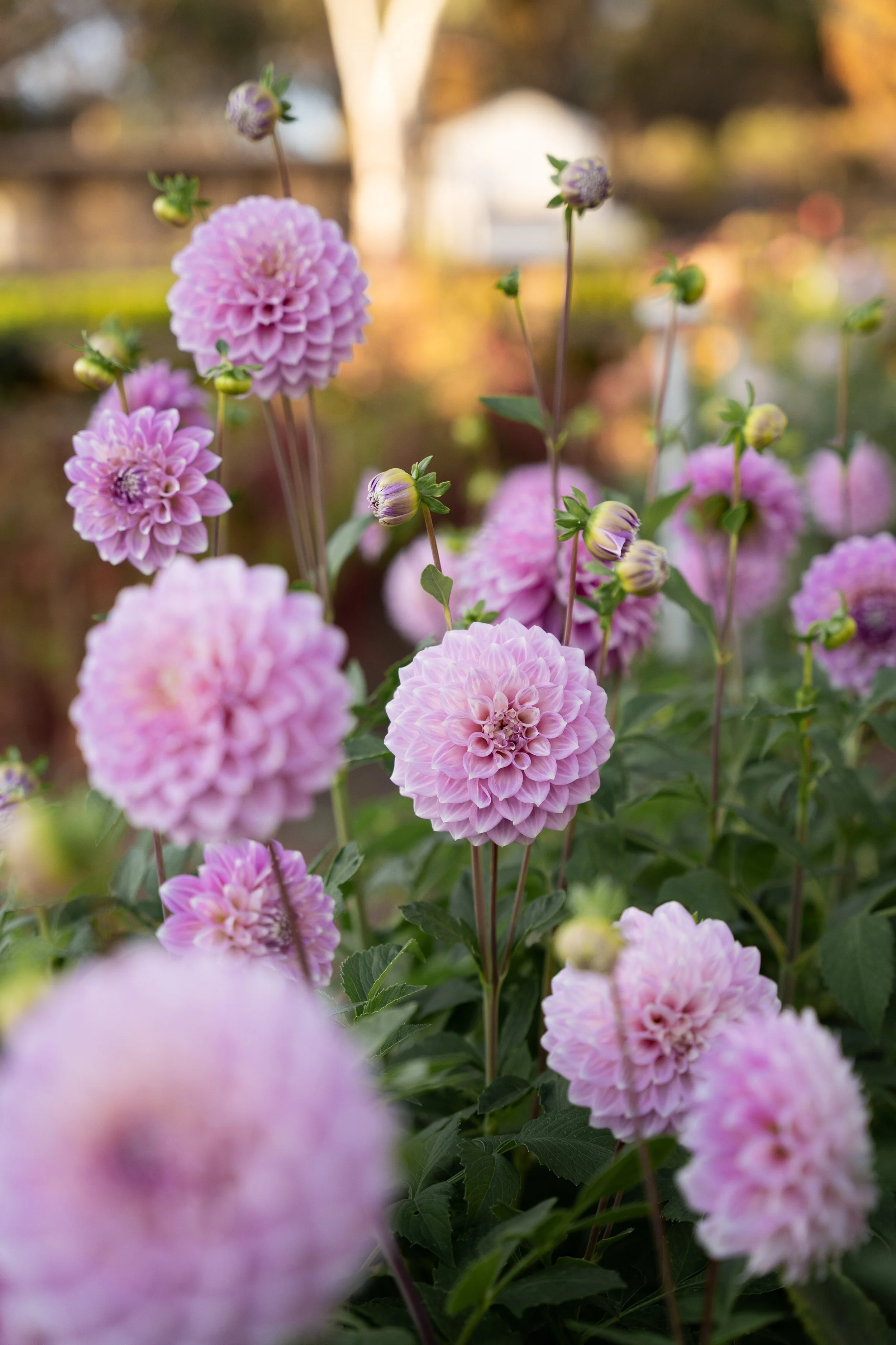 Pinstripe Polly purple dahlia in bloom at Blume Estate flower farm