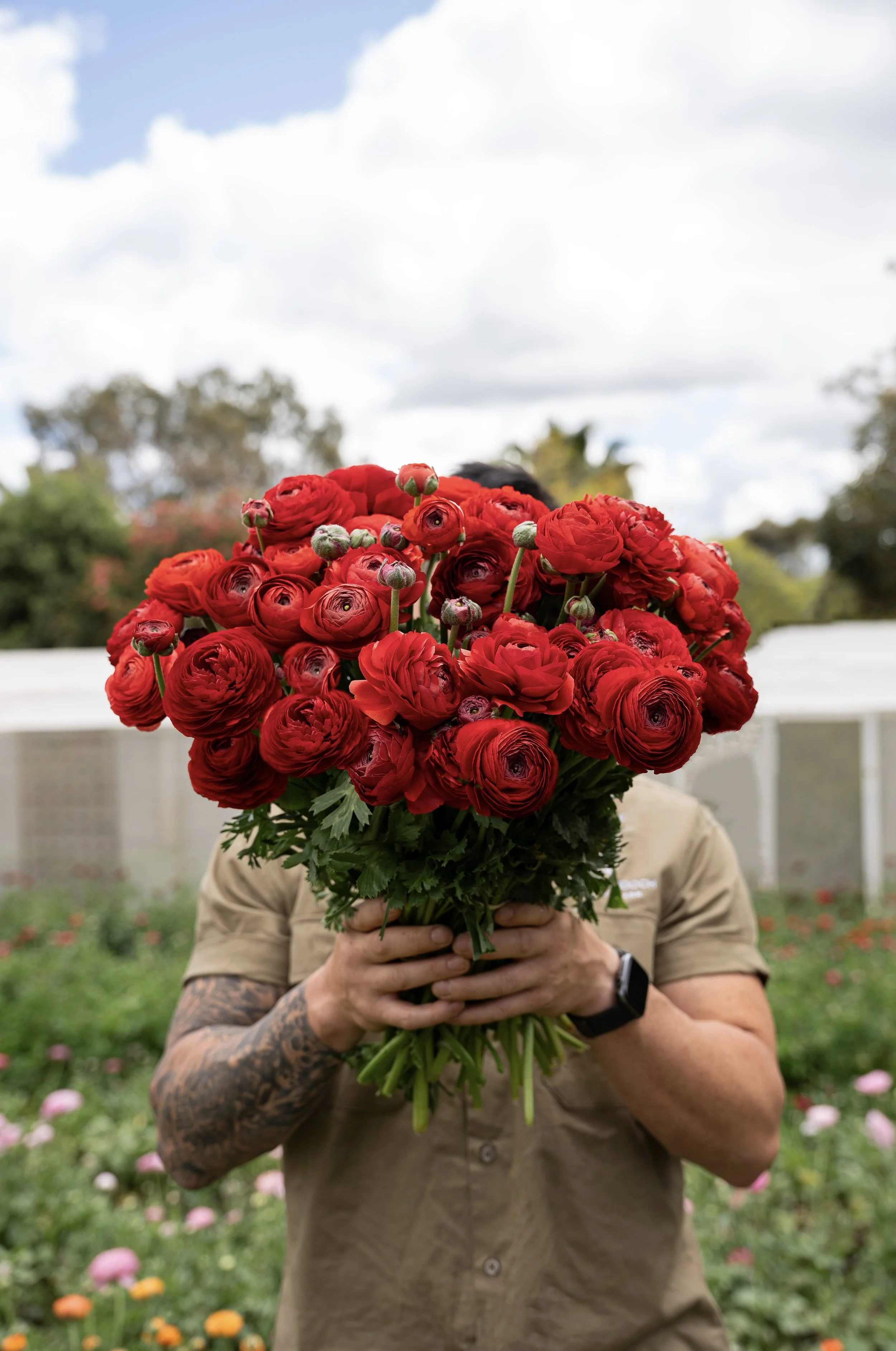 Red Ranunculus