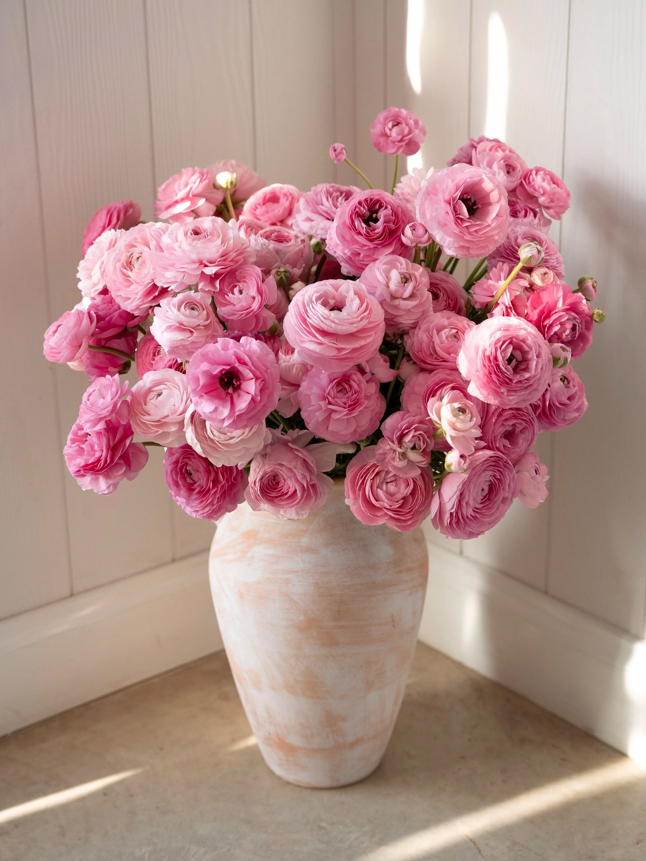 Marshmellow Ranunculus