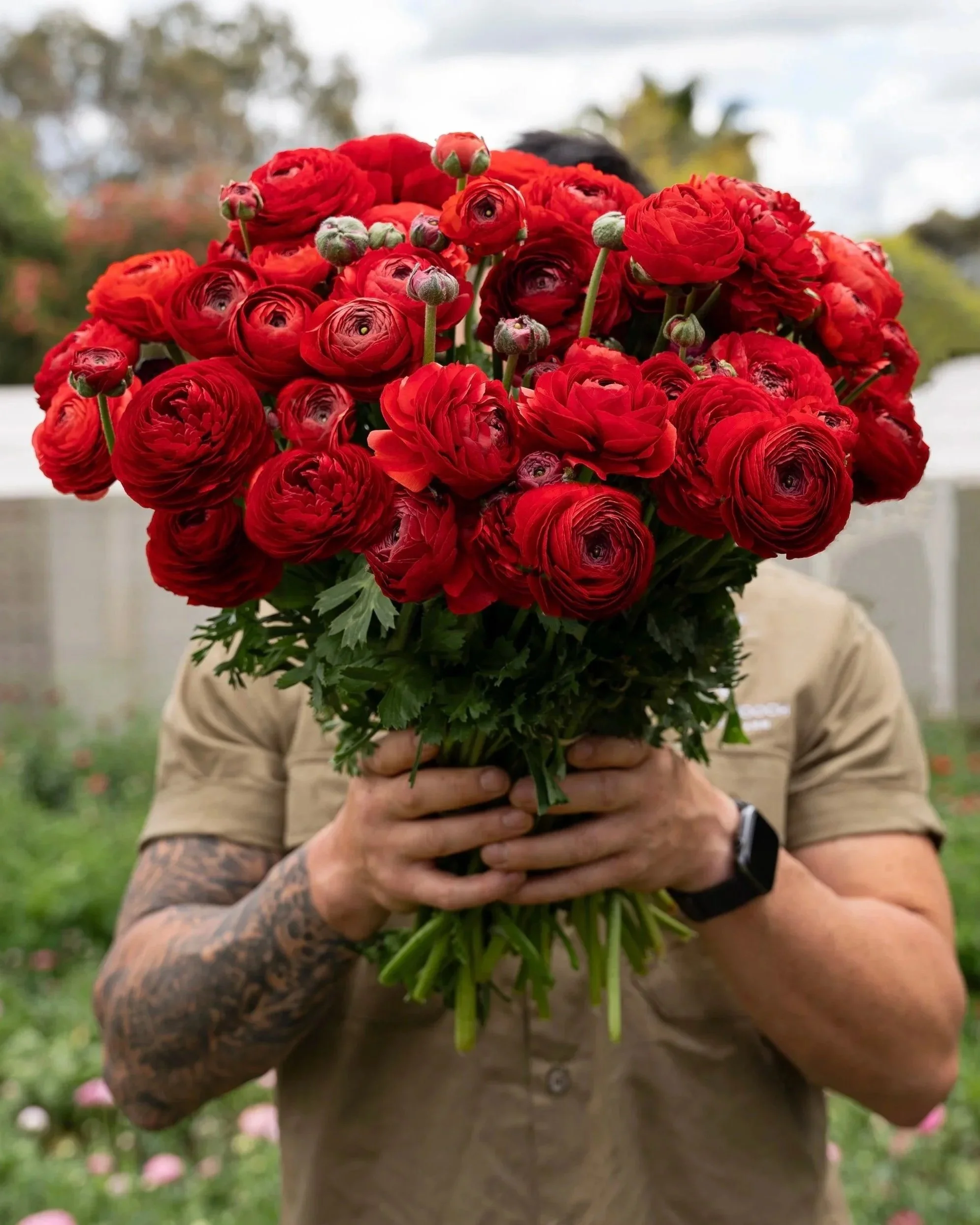Red Ranunculus