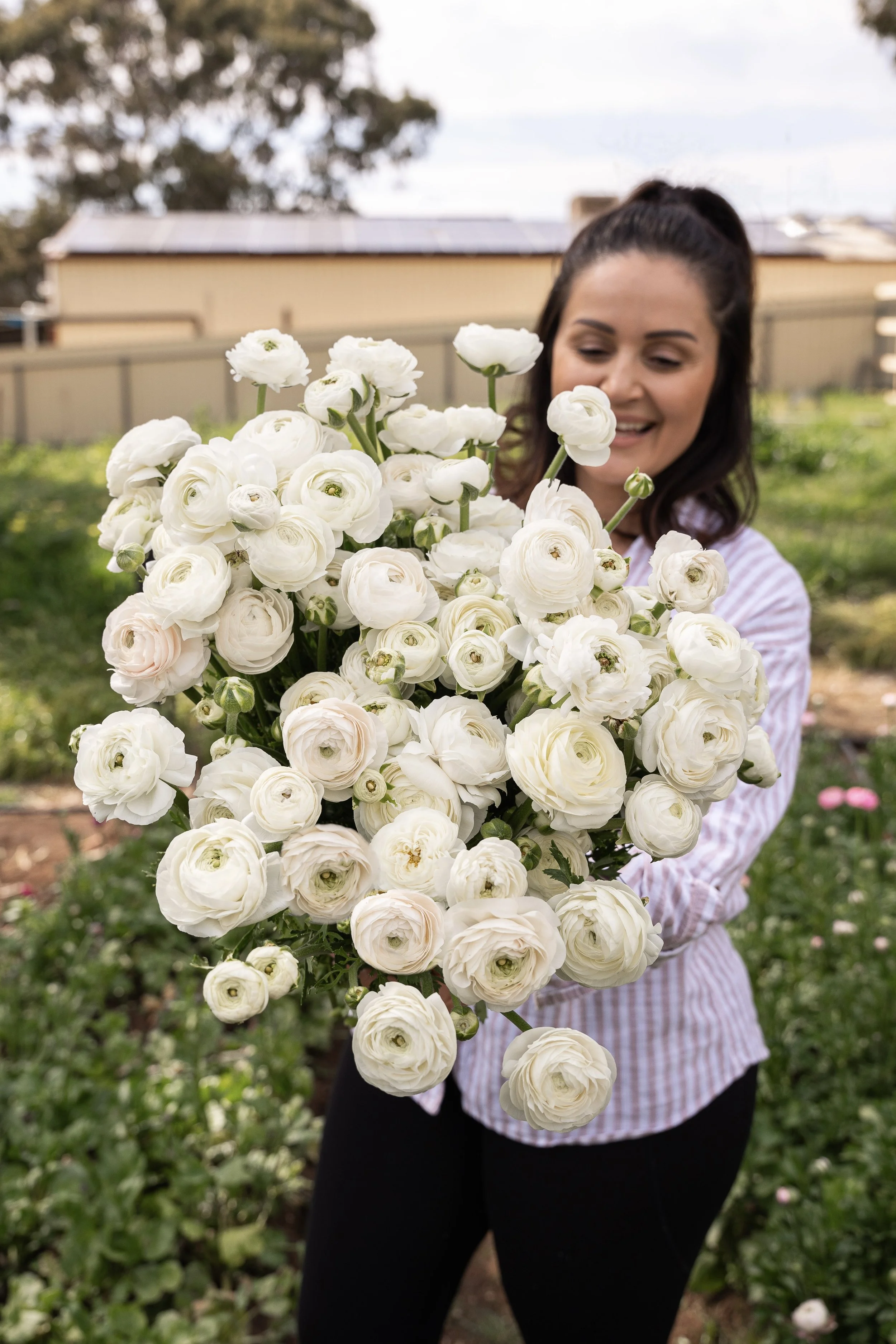 White Ranunculus