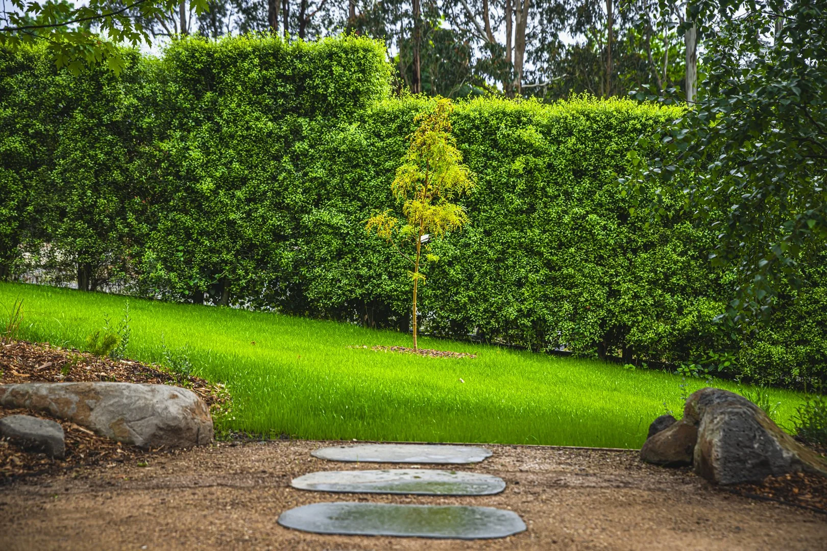 A small young tree with yellow-green leaves in a landscaped yard, with a green hedge and trees in the background, and a stone and dirt pathway in the foreground.