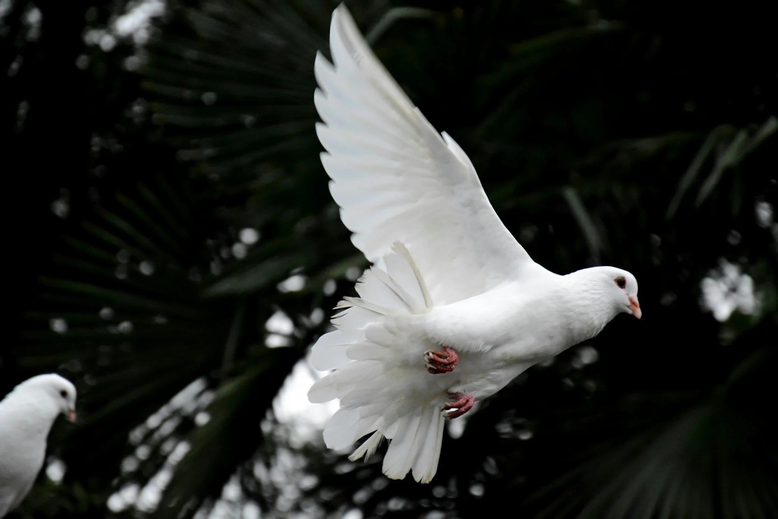 A white dove flying with its wings spread, set against a dark, leafy background.