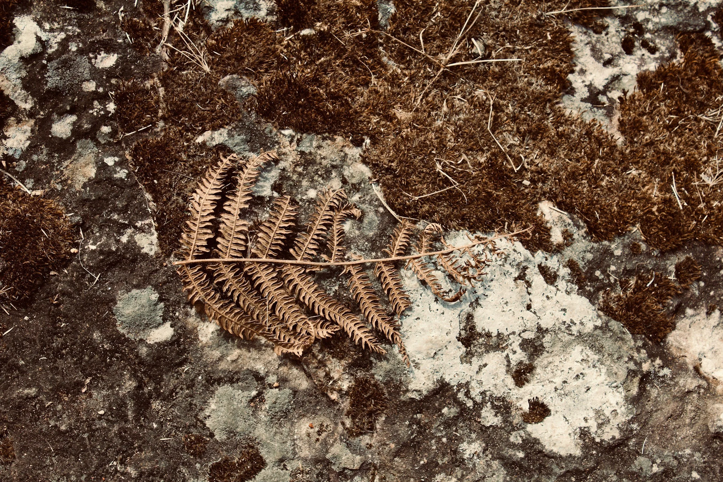 Dry fern leaves on rocky ground with patches of moss and lichen.