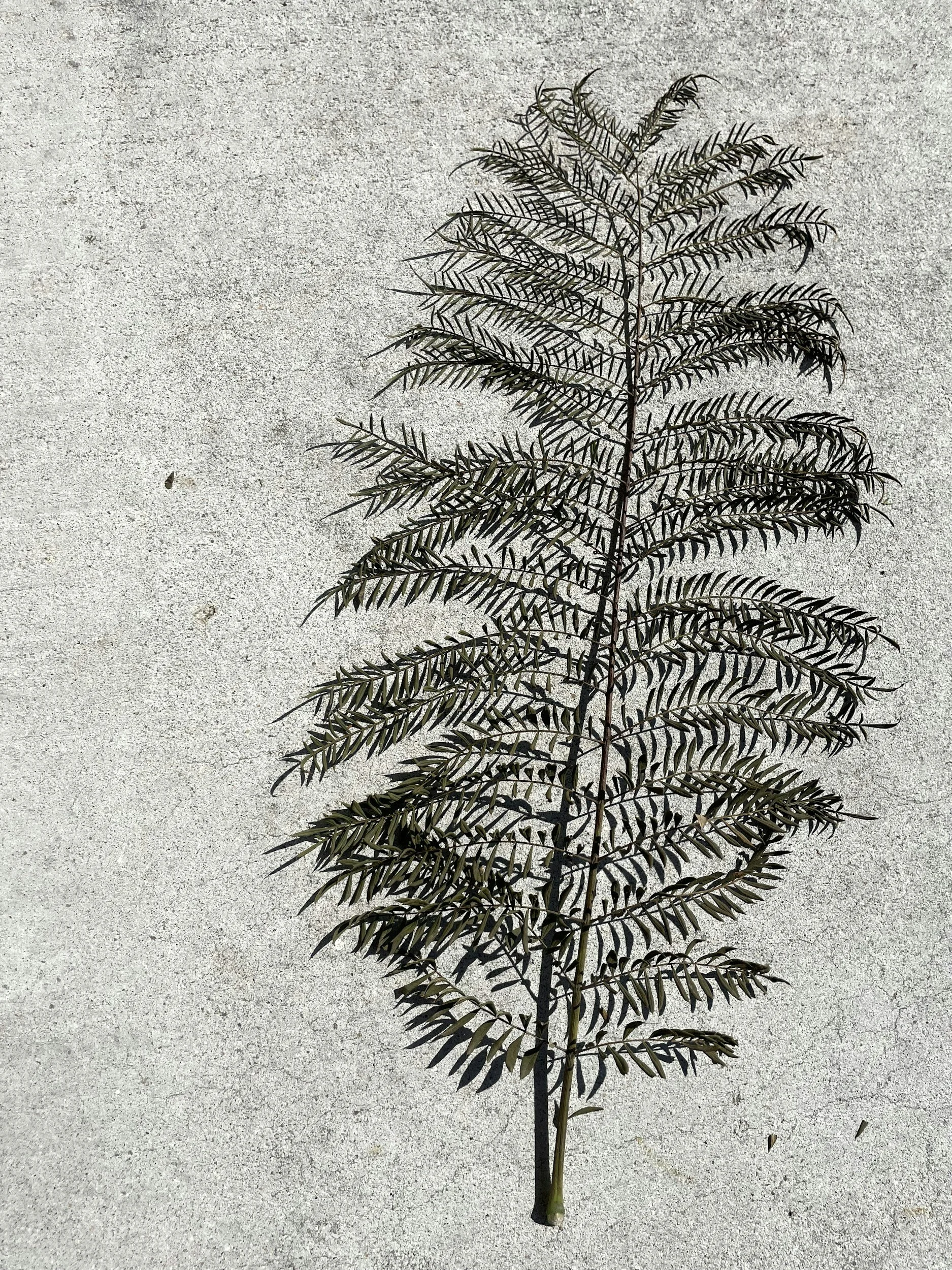 A single fern leaf on a sandy surface.