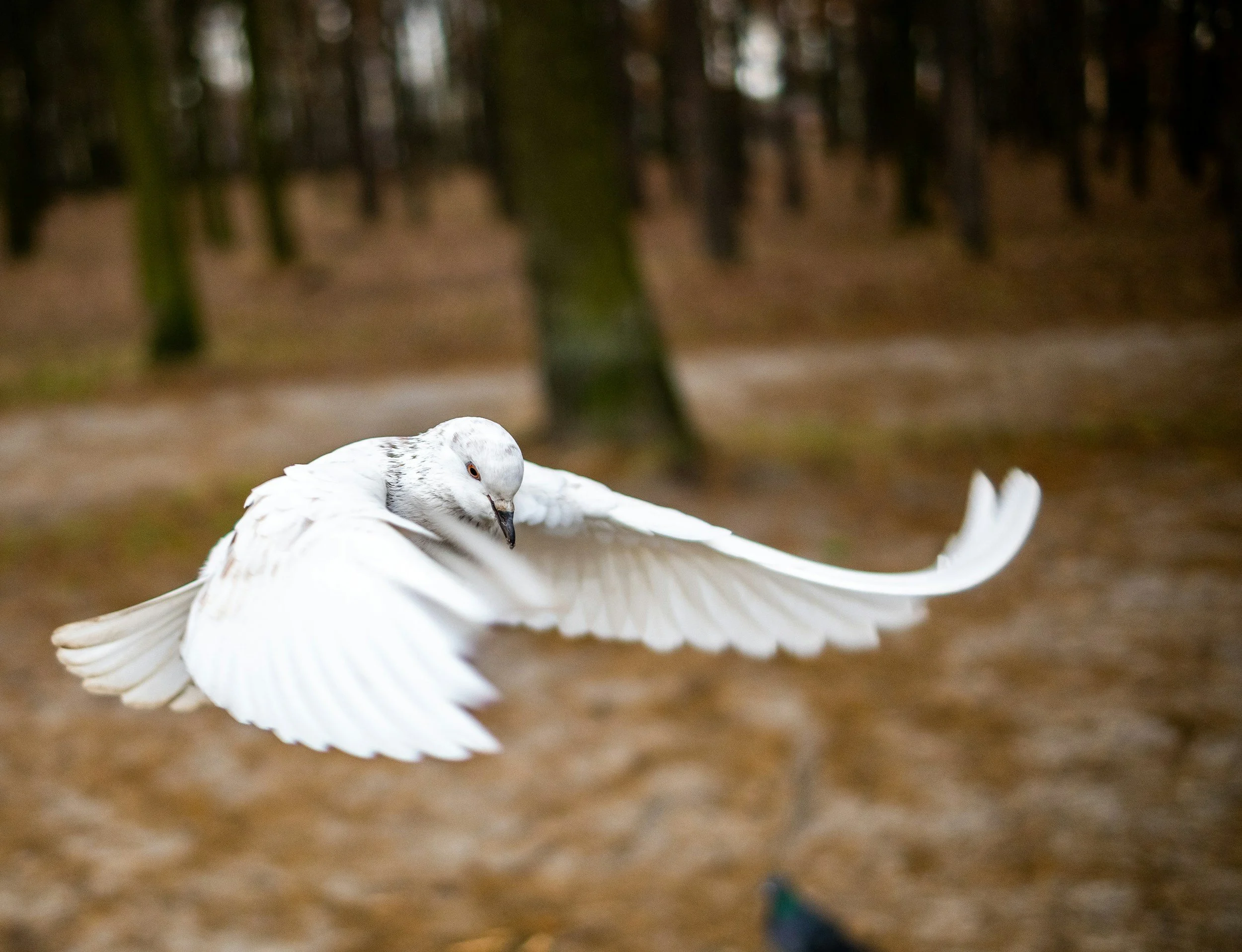 A white pigeon flying outdoors with a forest background.
