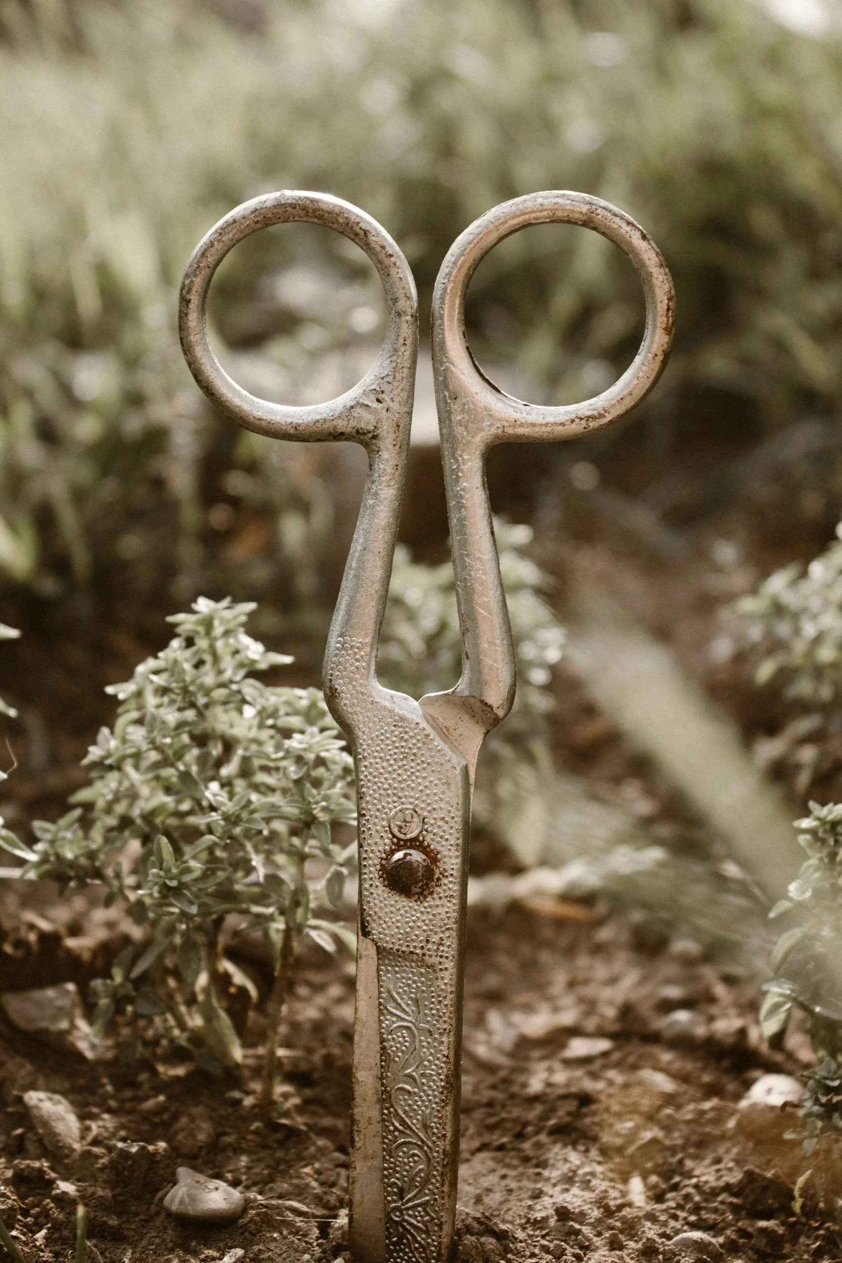A close-up of vintage scissors with ornate handle design standing upright in soil surrounded by small plants or moss.