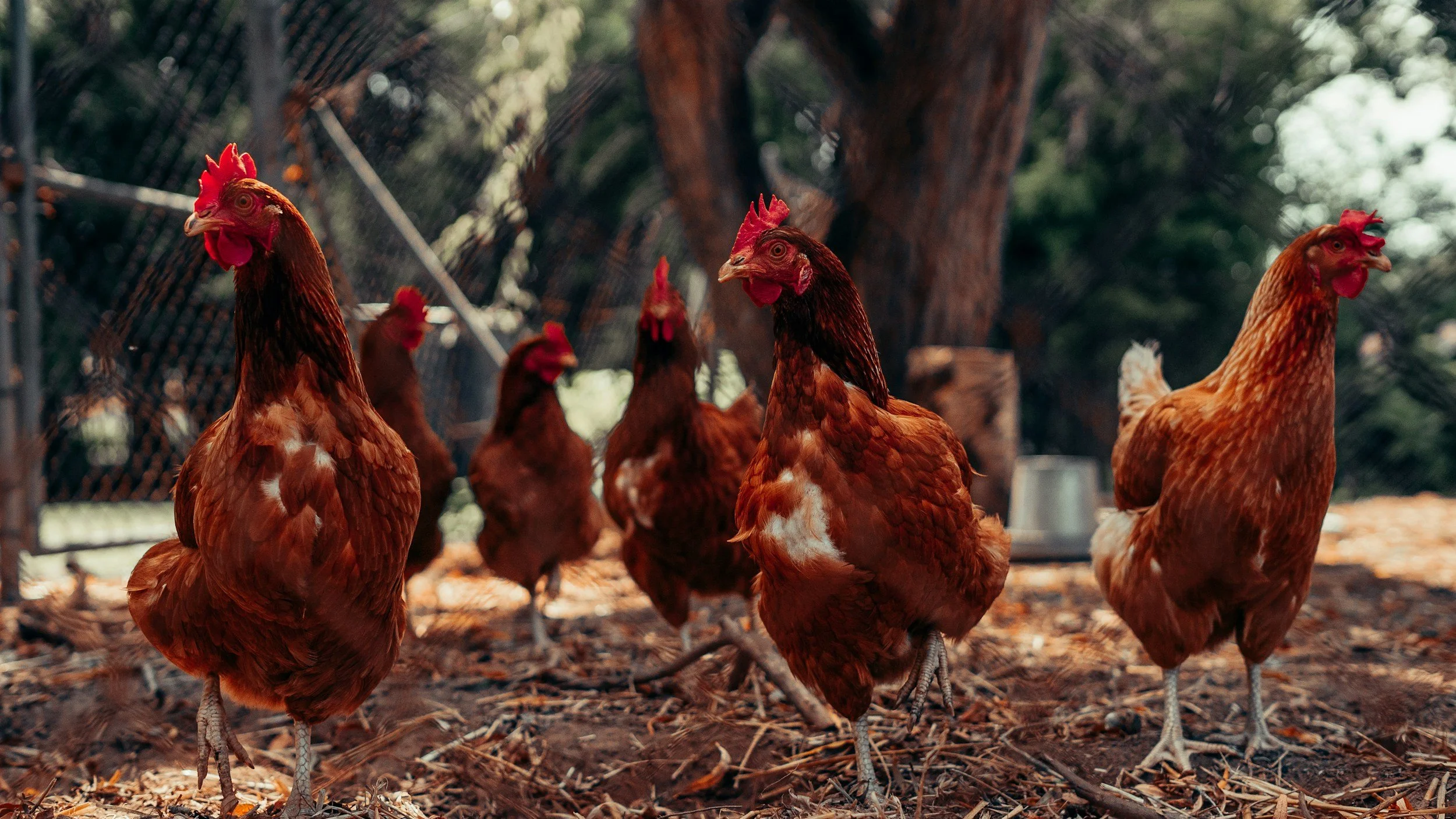 Gallinas de color marrón en un corral al aire libre con árboles y malla de fondo.