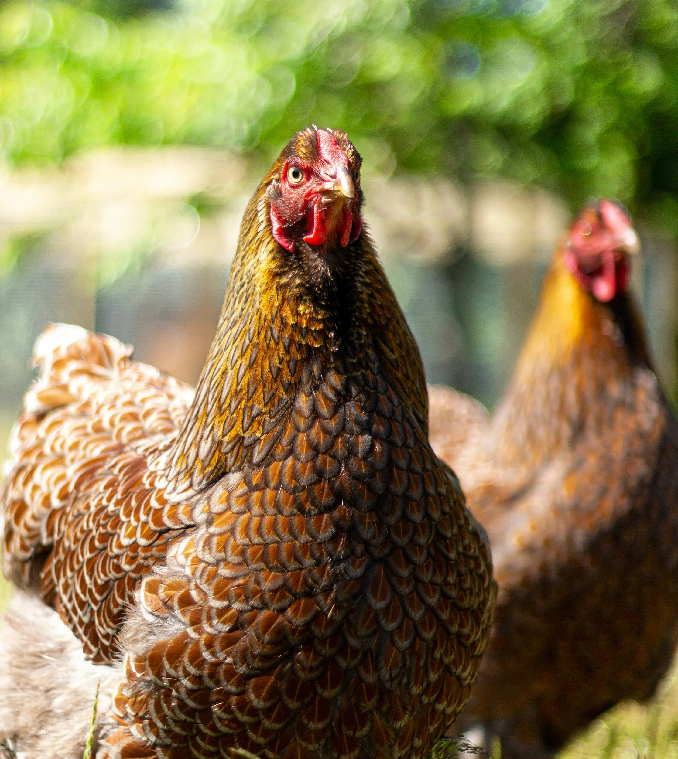 Gallina con plumas marrones, negras y doradas, con cara roja y pico, en un entorno natural con fondo difuso de vegetación.