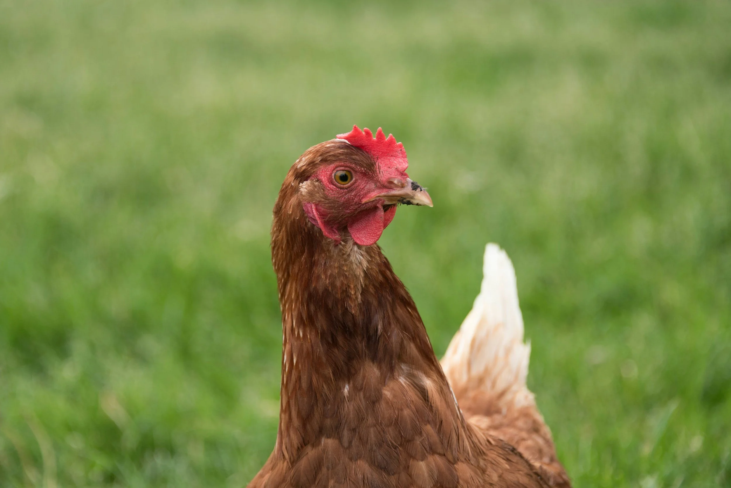Gallo de color marrón con pico claro y cuerpo cubierto de plumas marrón, en un fondo verde desenfocado.