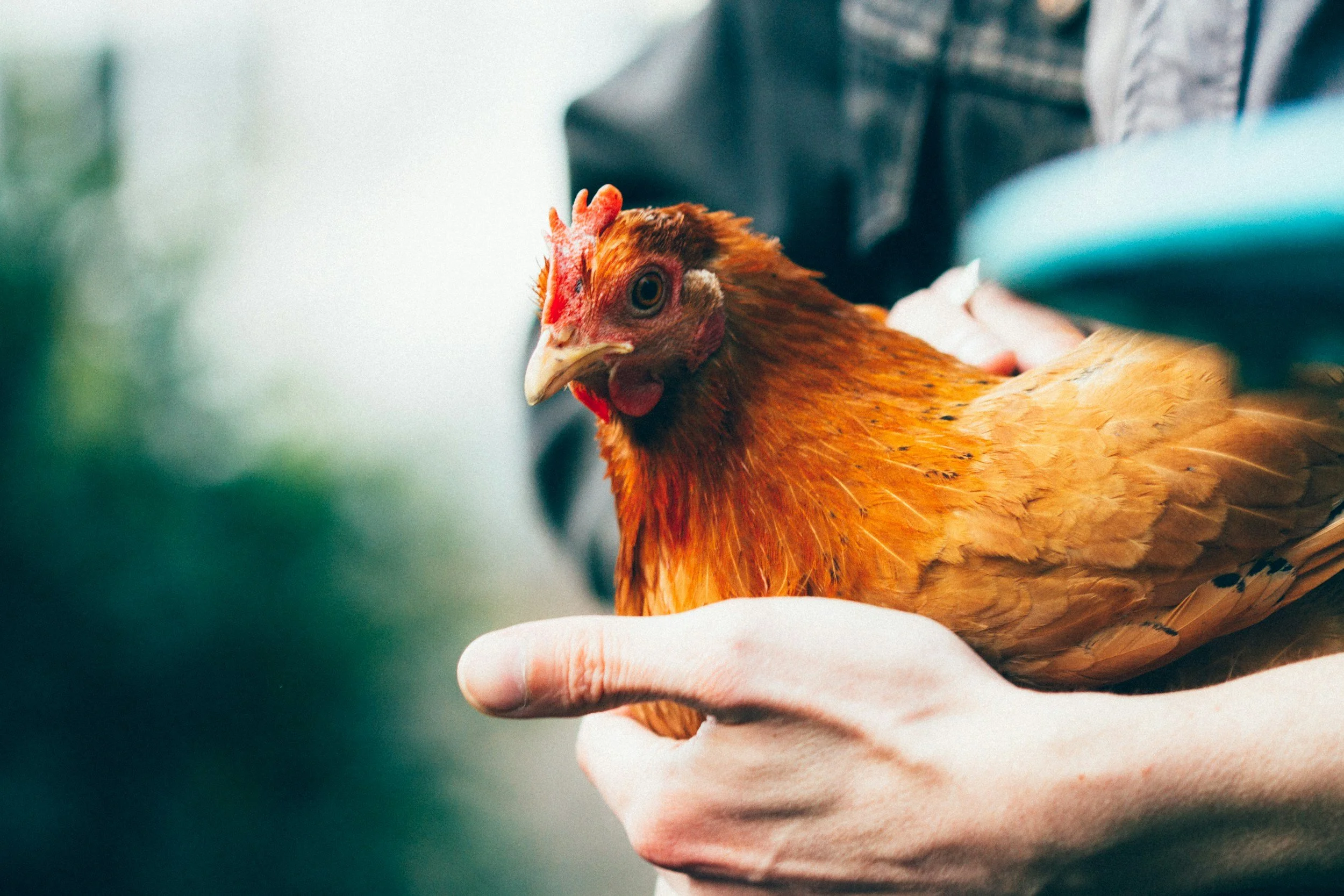 Mano sosteniendo una gallina de color marrón con pico y cresta rojos, en un entorno natural.