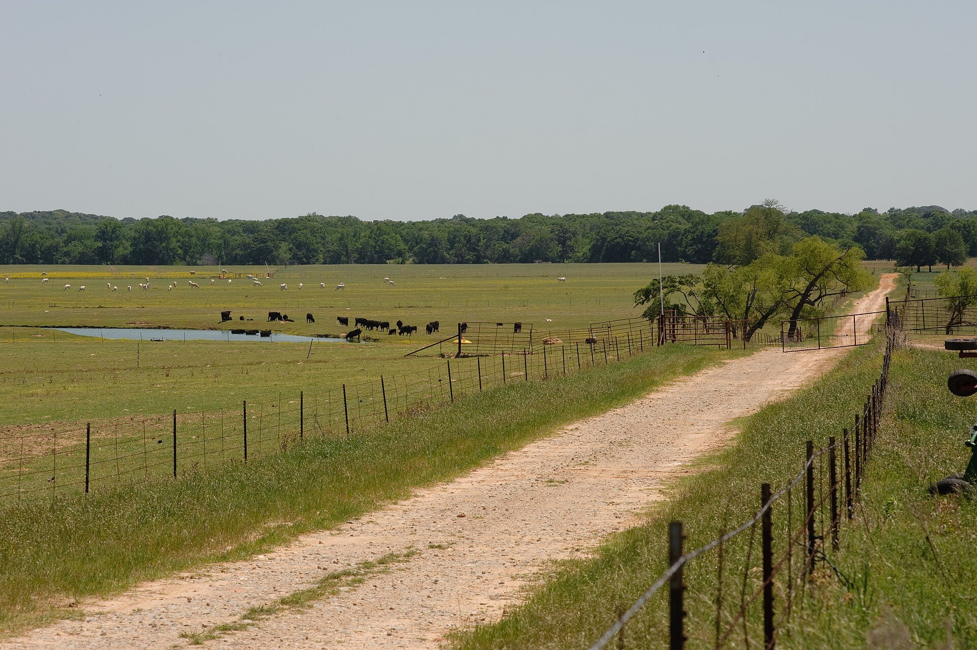 A rural farm landscape with a dirt road, fenced pastures, grazing cows, and a line of trees under a clear sky.