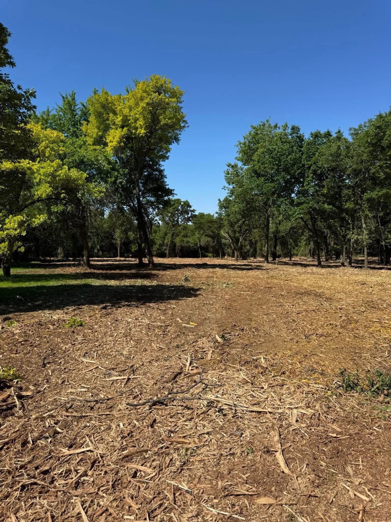A cleared area with a dirt path and trees with green foliage under a bright blue sky.