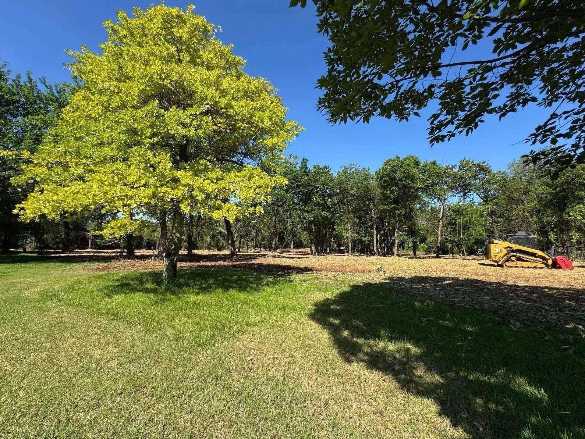 A park with a large green tree, a clear blue sky, and construction equipment on the right side.