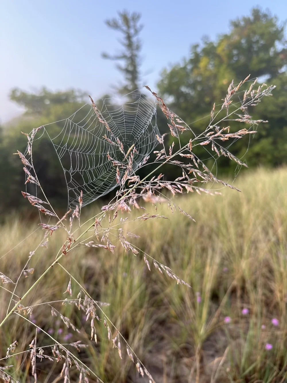 Close-up of a spider web caught in dry grass in a field with blurred trees and blue sky in the background.