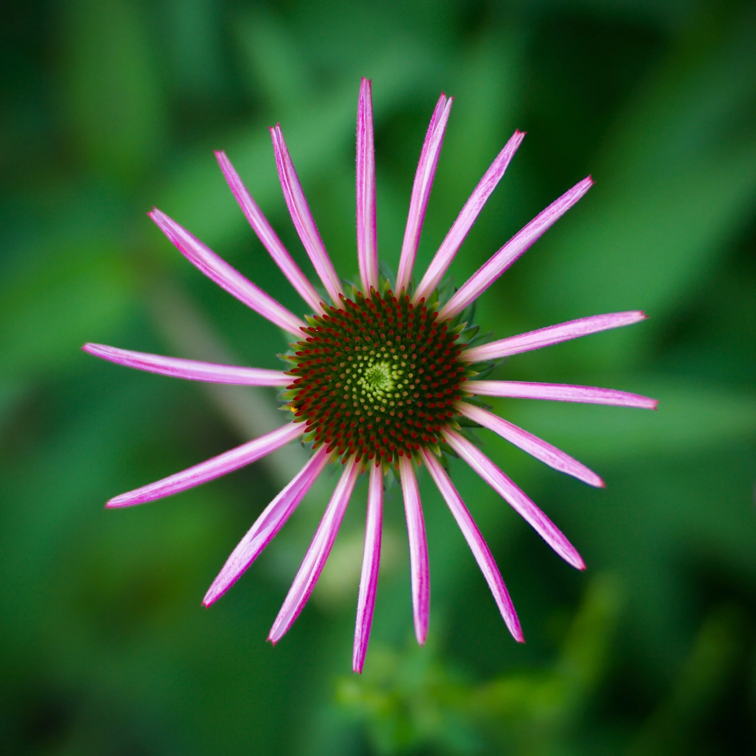 Close-up of a pink flower with long, thin petals radiating from a green center, against a blurred green background.