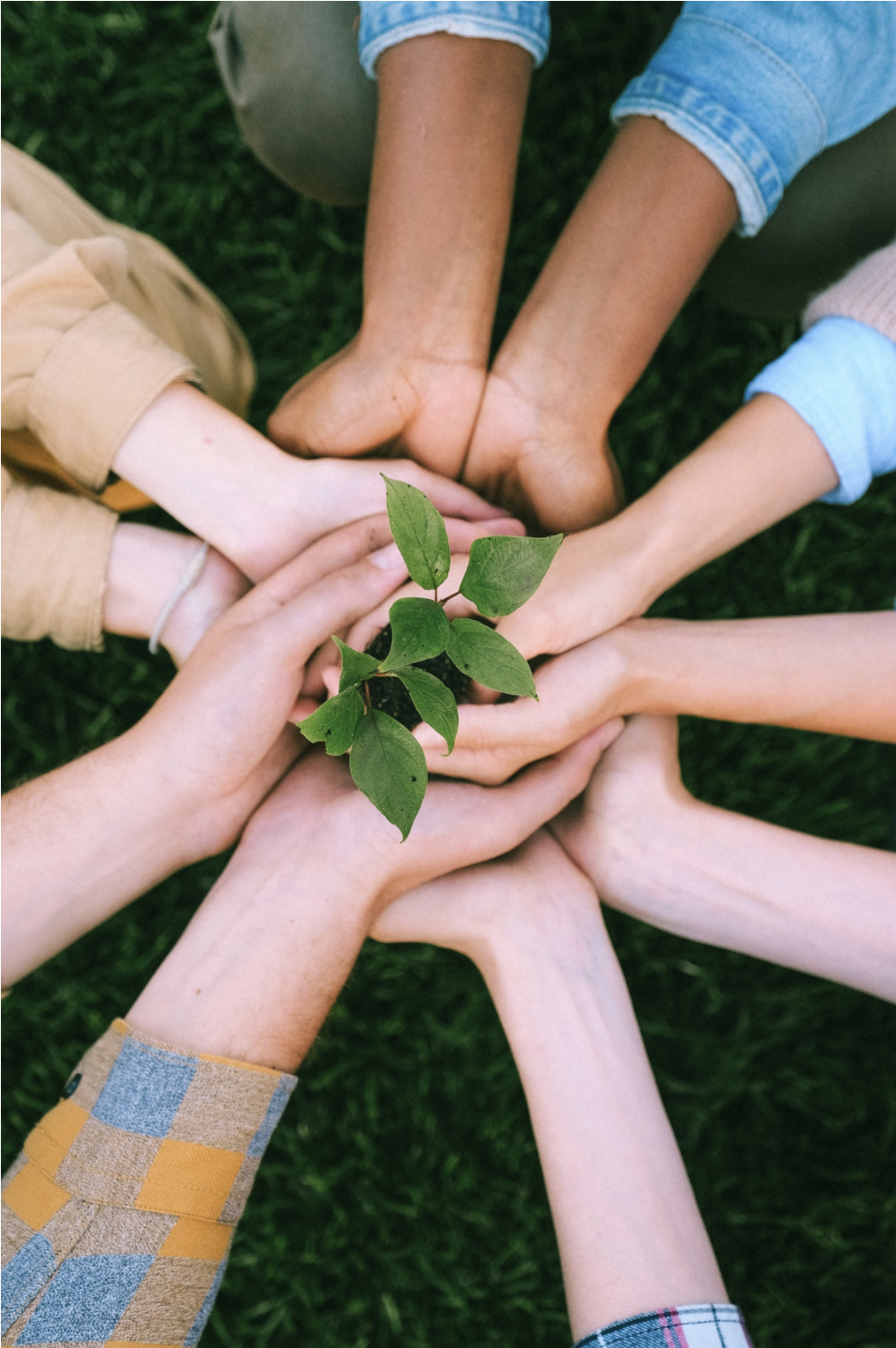 Multiple hands of diverse skin tones surrounding a small green plant, placed on grass.