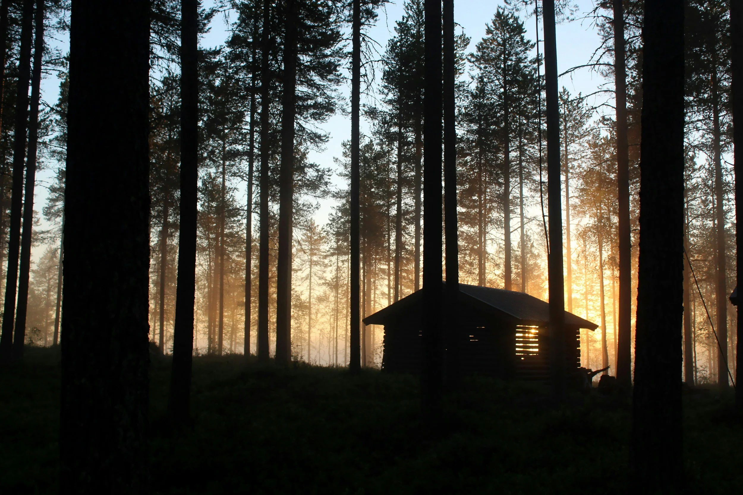 Sunset or sunrise in a dense forest with tall pine trees and a small cabin or shed silhouetted against the light.