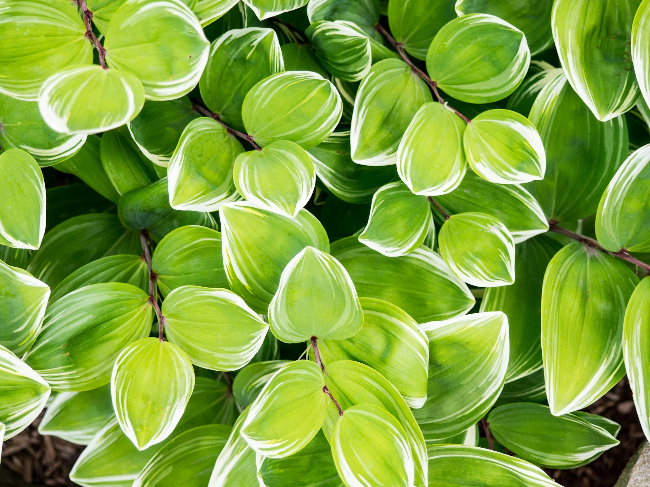 Close-up of vibrant green leaves with white-edged variegation.