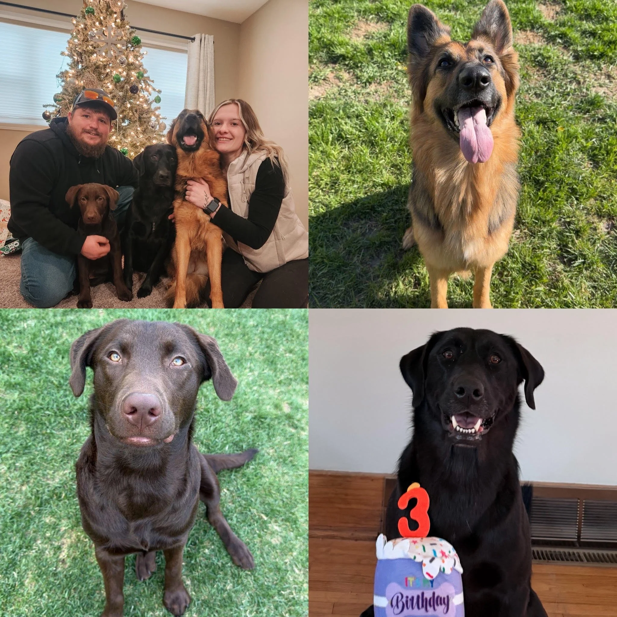 A collage of four pictures featuring dogs. The top left shows a family with their dogs in front of a decorated Christmas tree inside a home. The top right is a close-up of a happy German Shepherd standing outdoors on grass with its tongue out. The bottom left is a portrait of a brown dog with piercing blue eyes sitting on green grass. The bottom right is a black dog with a birthday hat made of cupcakes attached to its head, standing indoors.