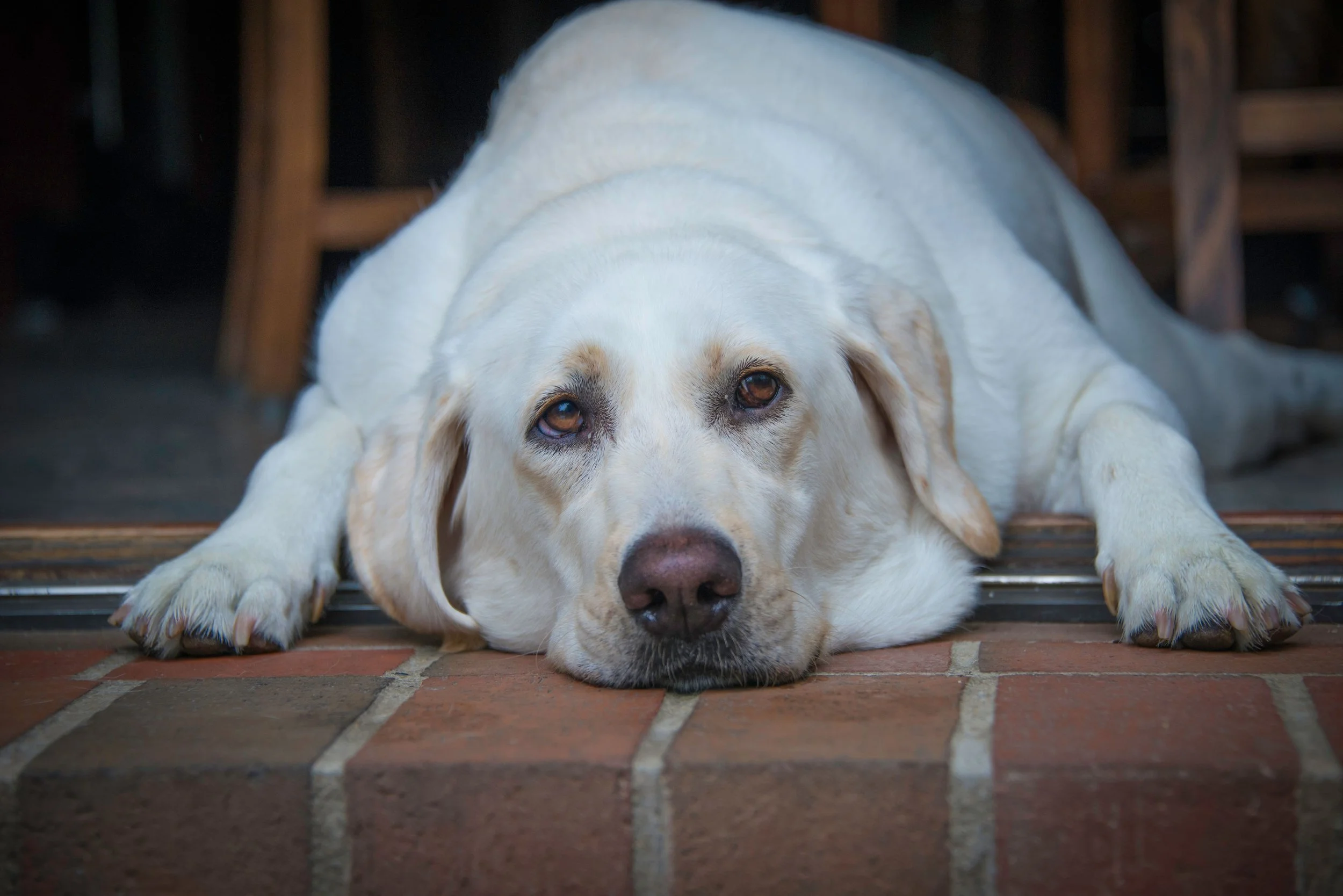 Pet Obesity