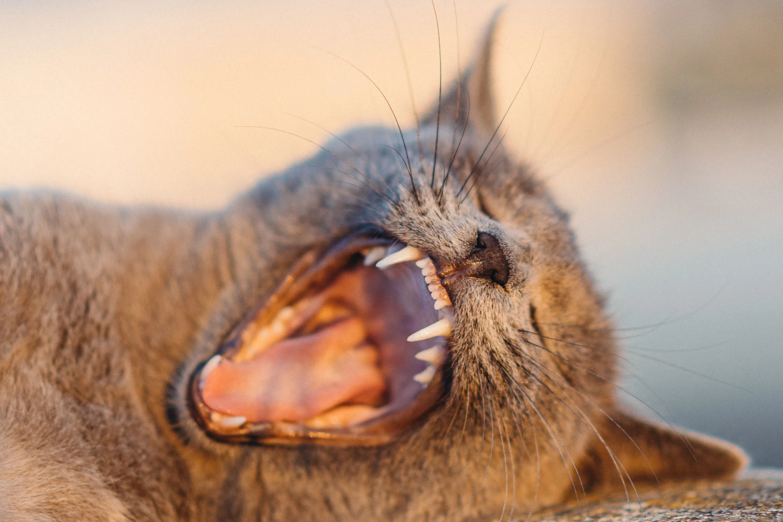 Risk Factors for Poor Dental Hygiene in Pets