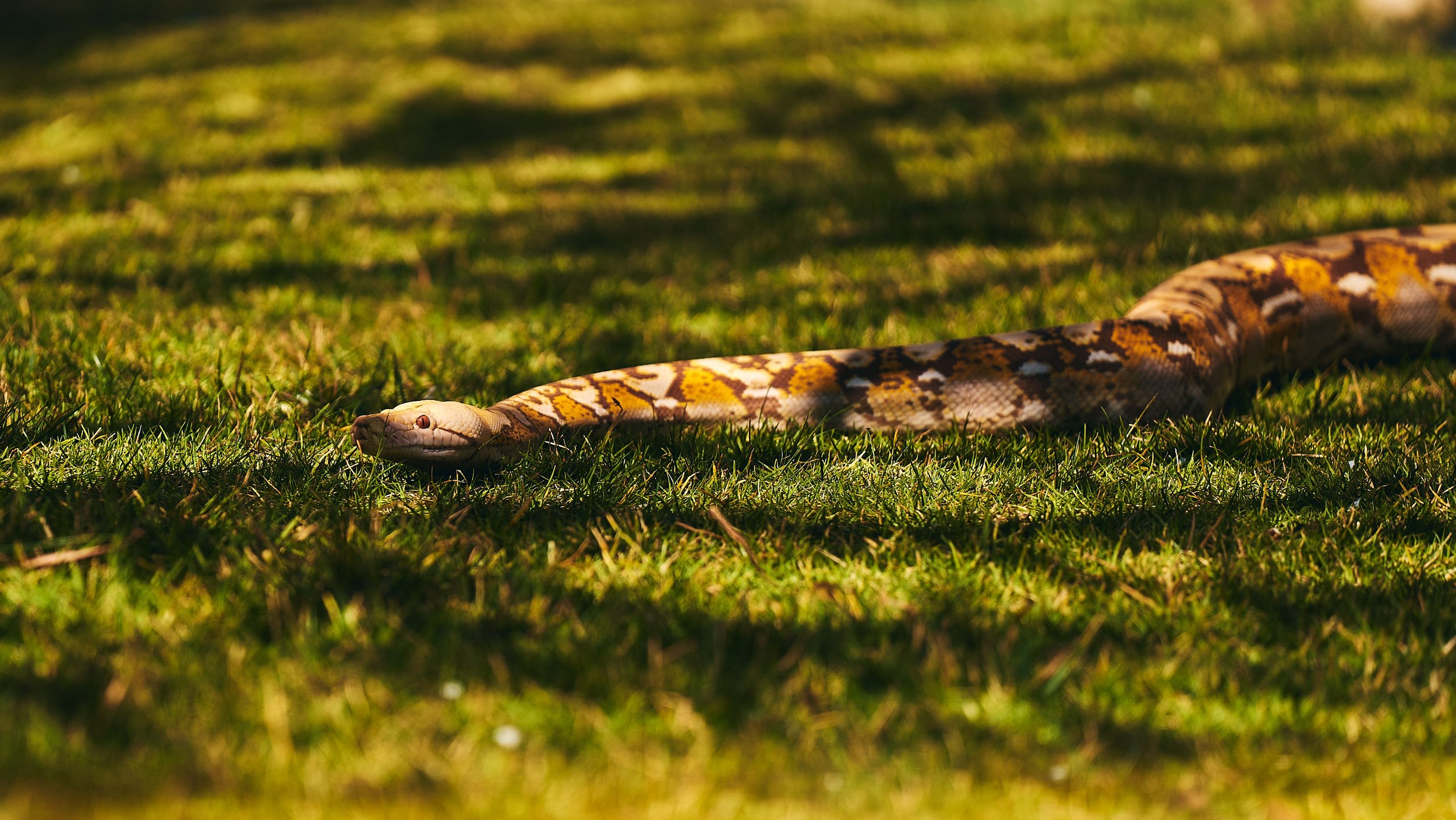 Your Pet &amp; Snake Bites