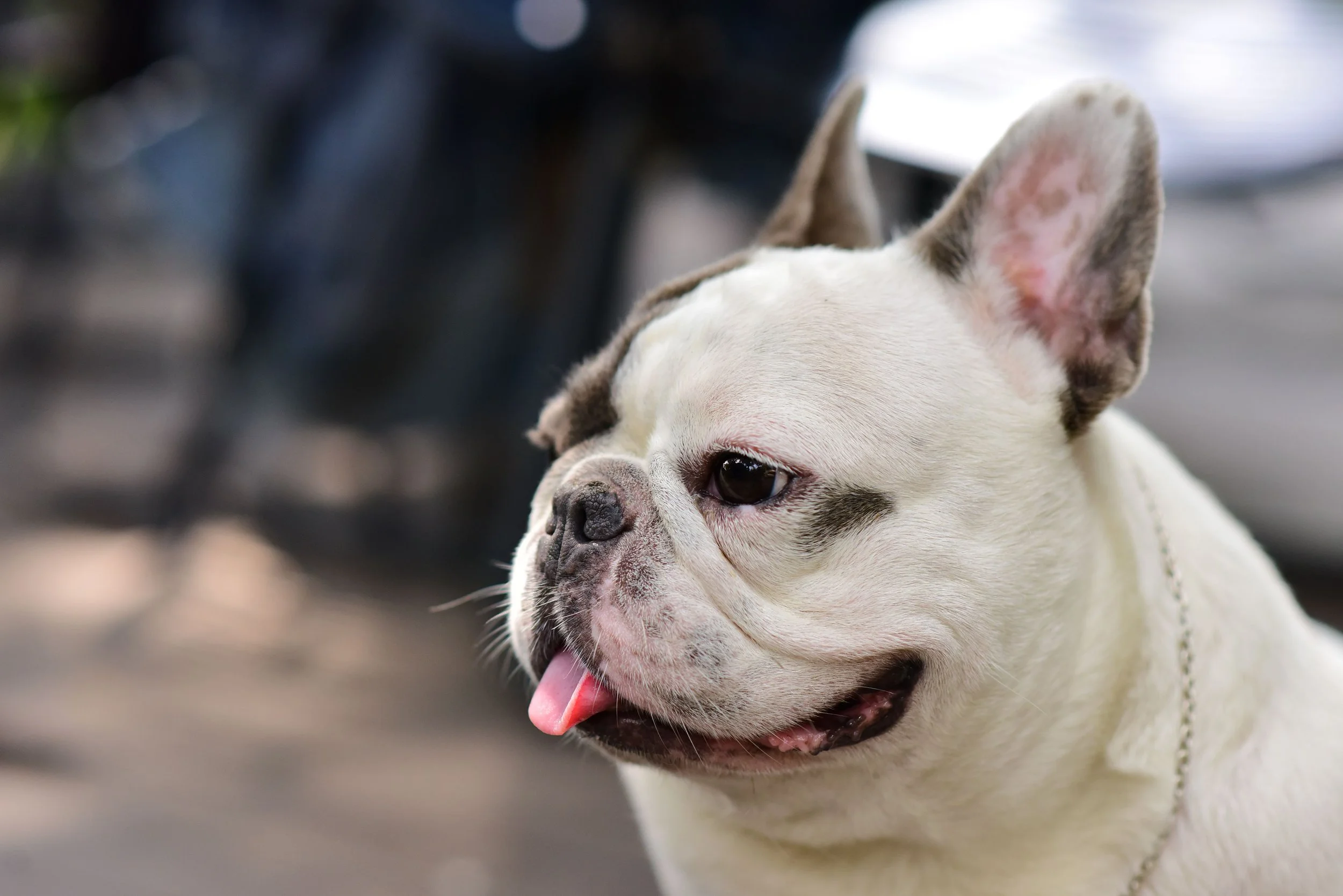 Helping Your Short-Nosed Companion Breathe Easier