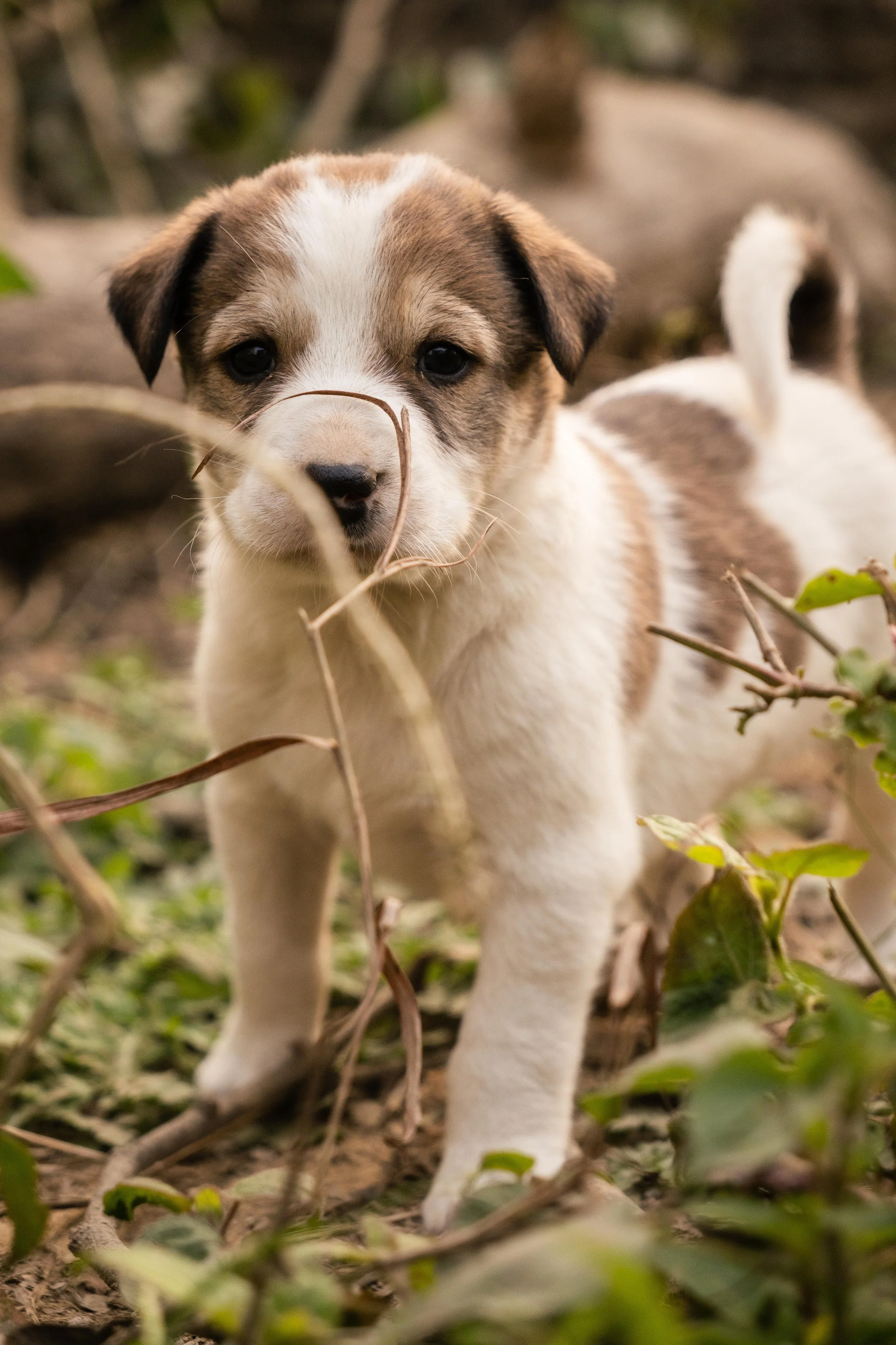 The Importance of Puppy Socialization