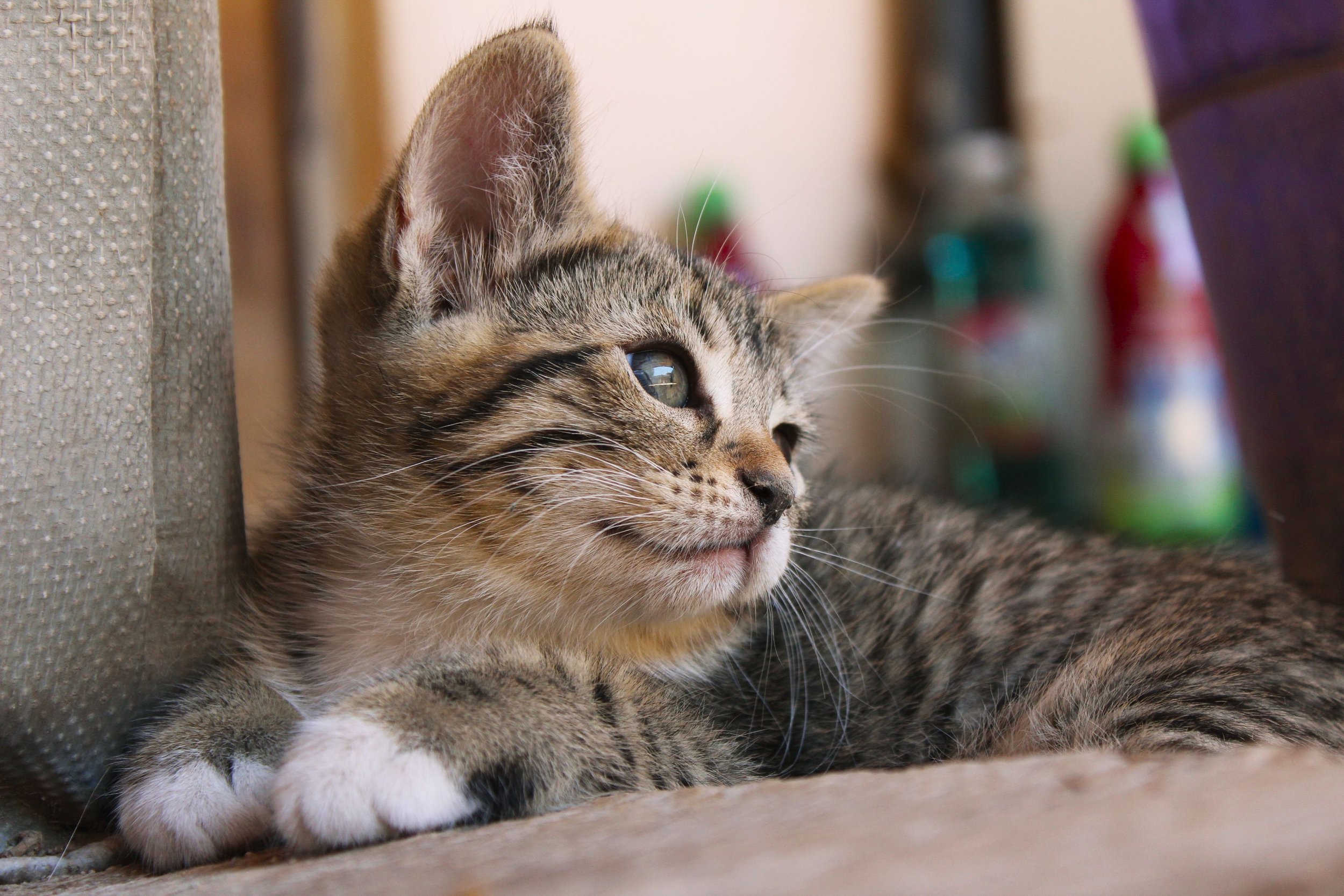 Spaying Your Pet Could Save Her Life