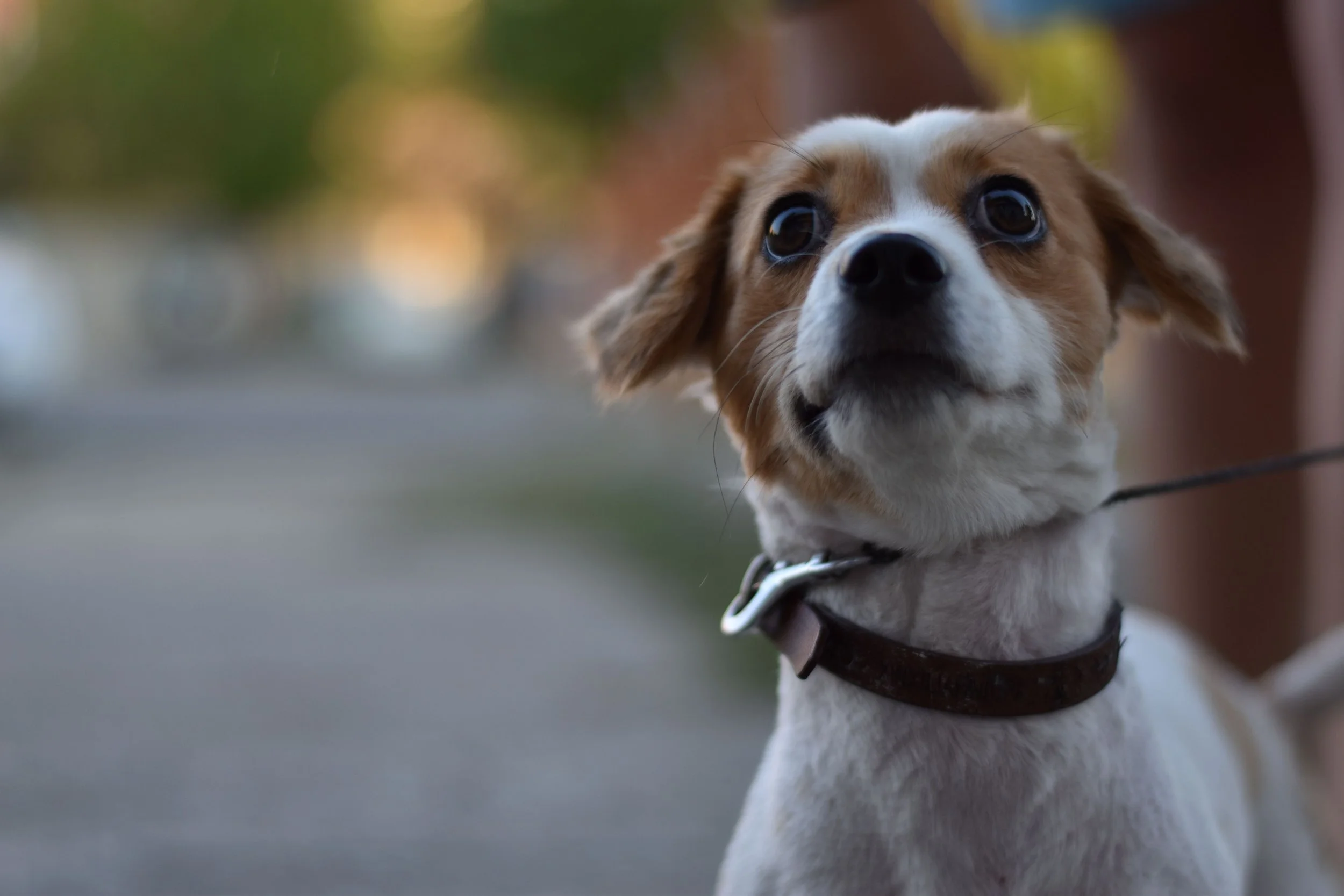 Is Your Pet Afraid of the Vet?