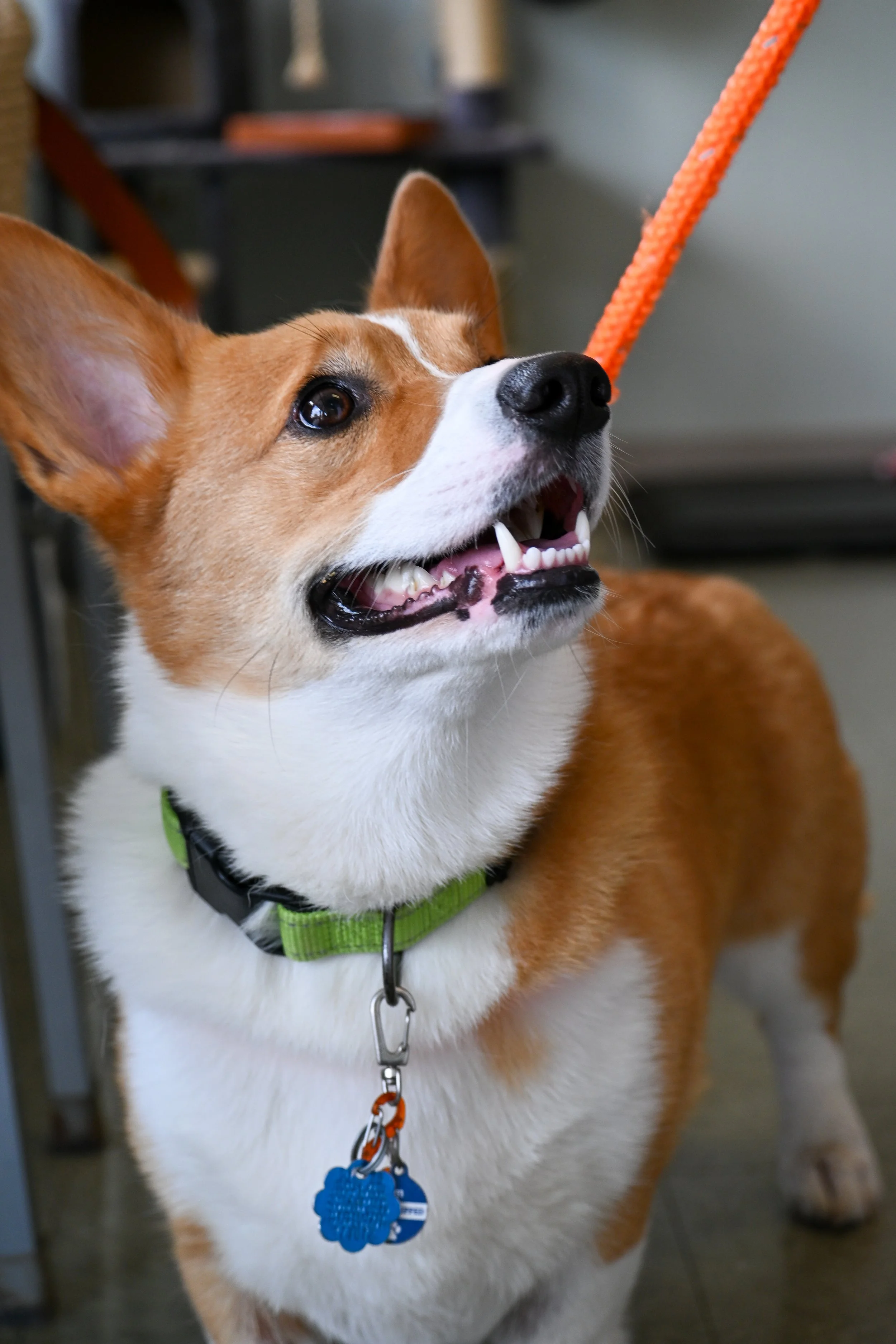 Can We Make Dogs Live Longer?