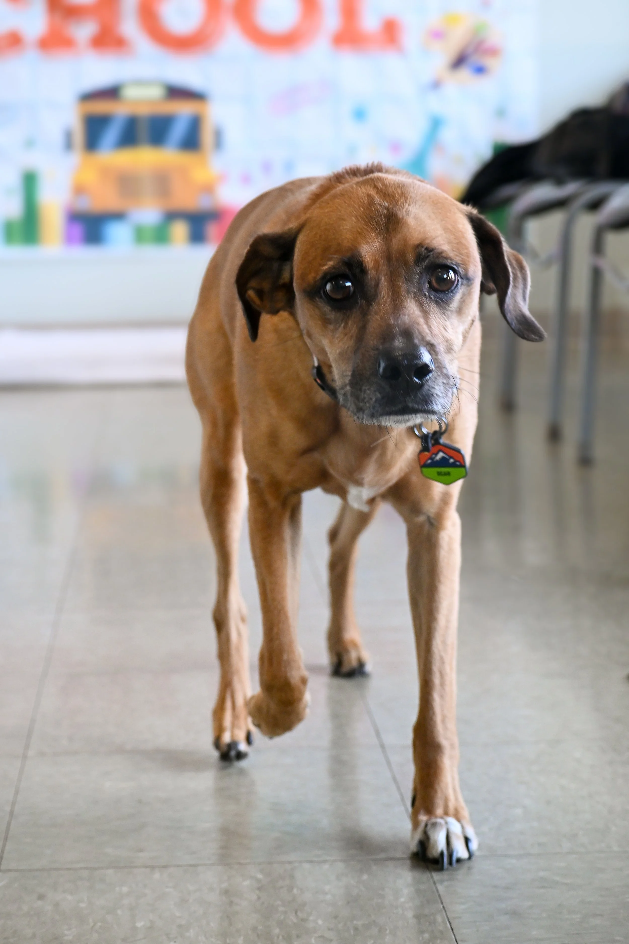 Improving Canine Healthspan: Mobility