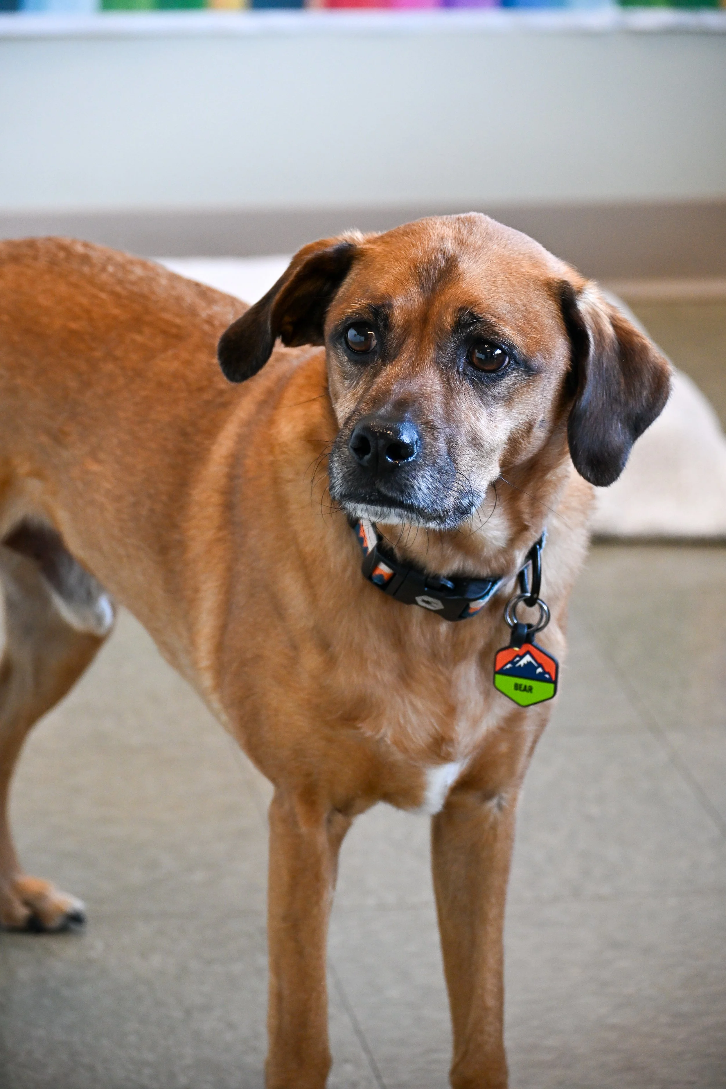 Improving Canine Healthspan: Behavior