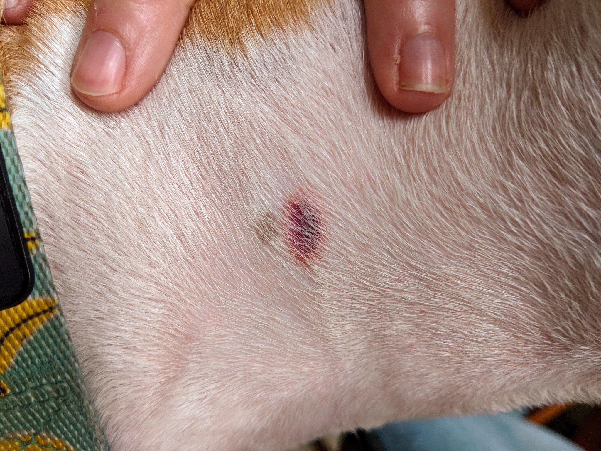 Why Your Pet Needs Flea, Tick and Heartworm Prevention All Winter