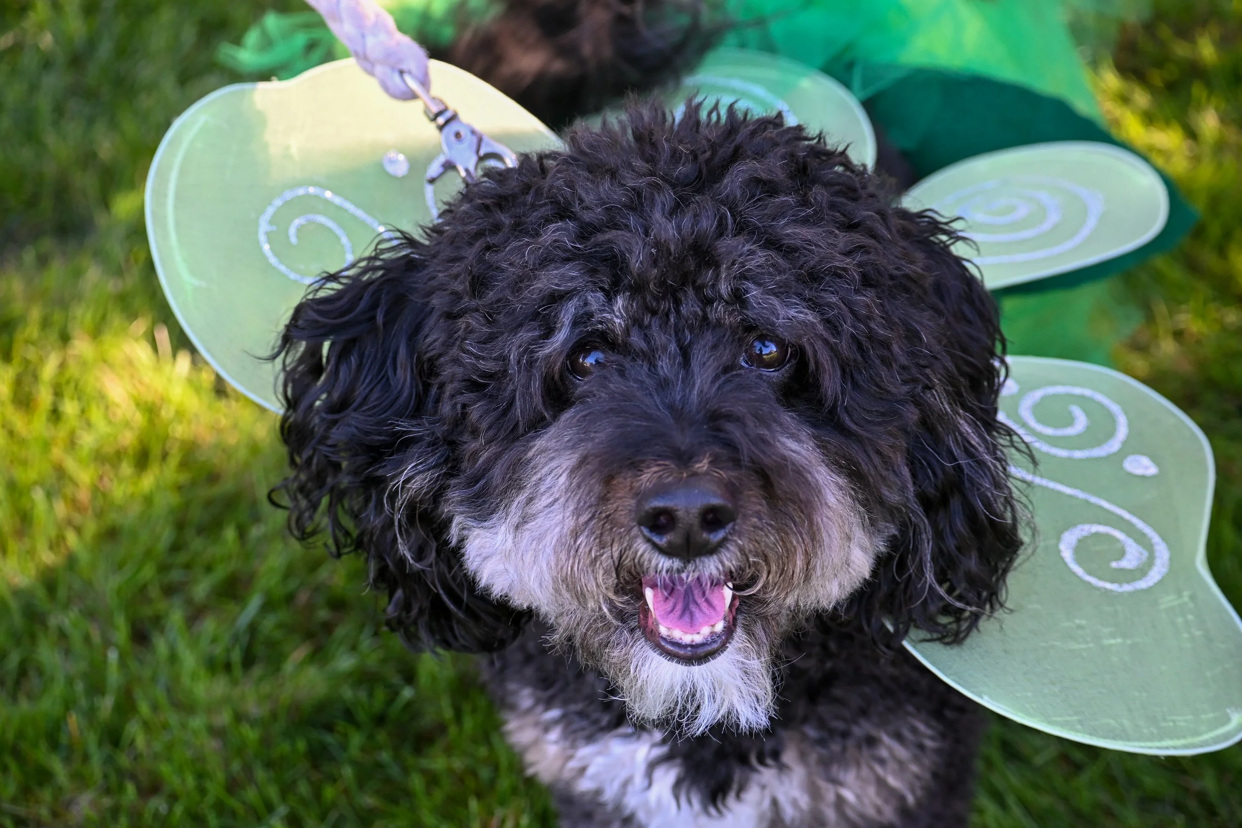 Halloween Hazards for Dogs and Cats