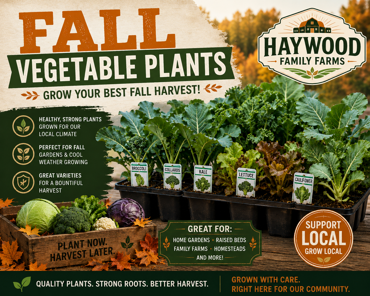 Collard Plants / Fall Vegetable Plants