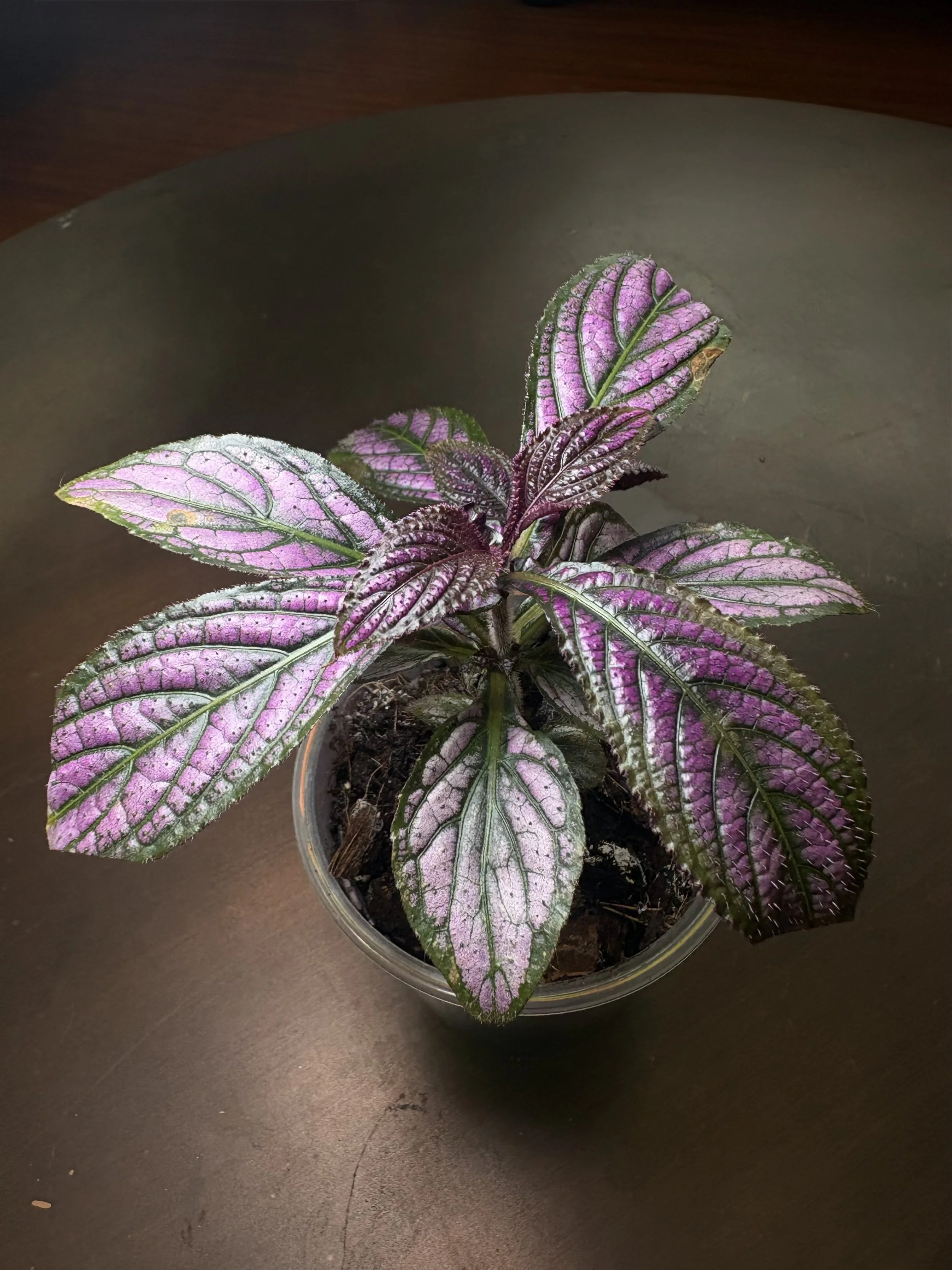 Persian Shield