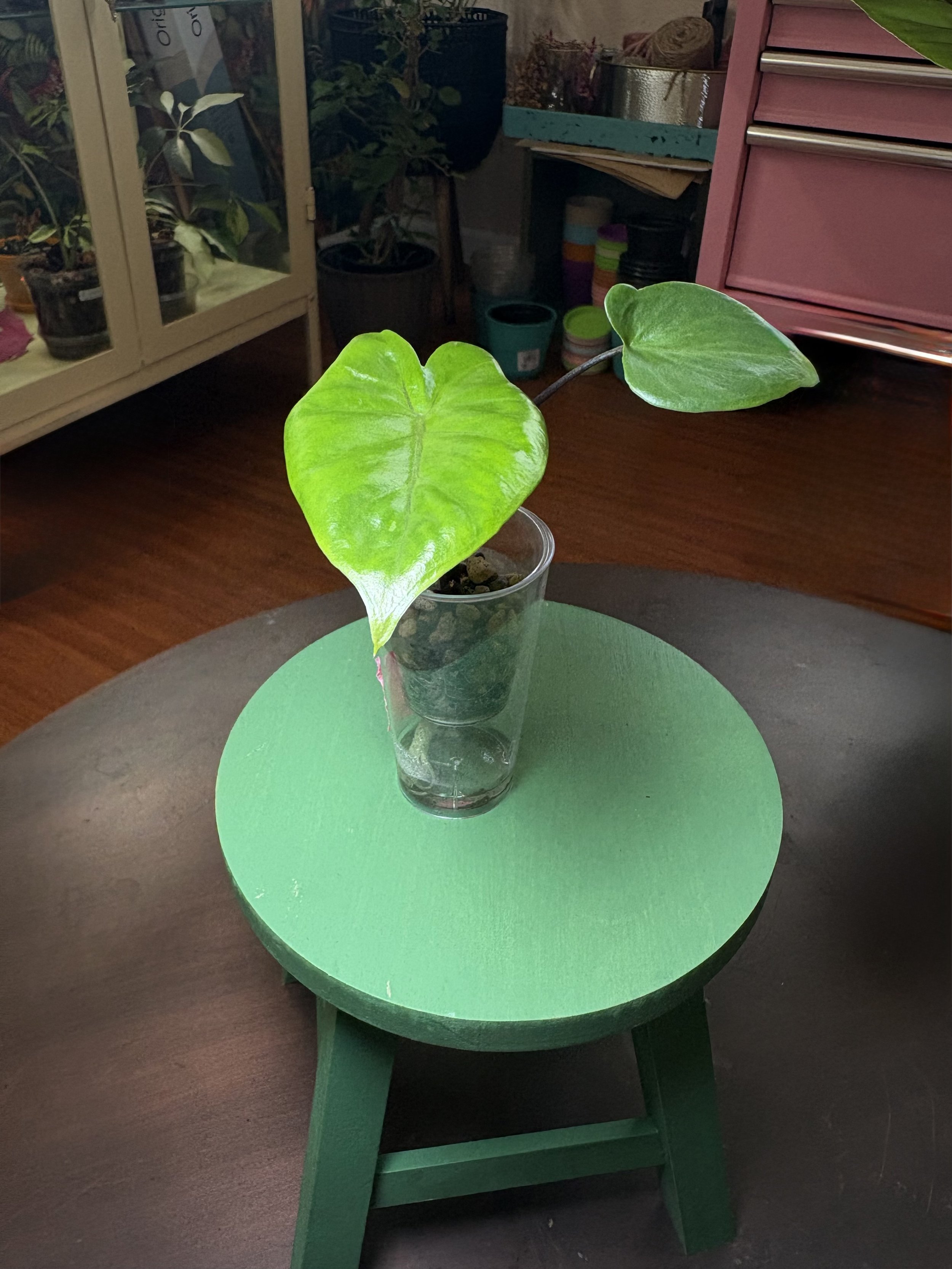 Alocasia Black Stem