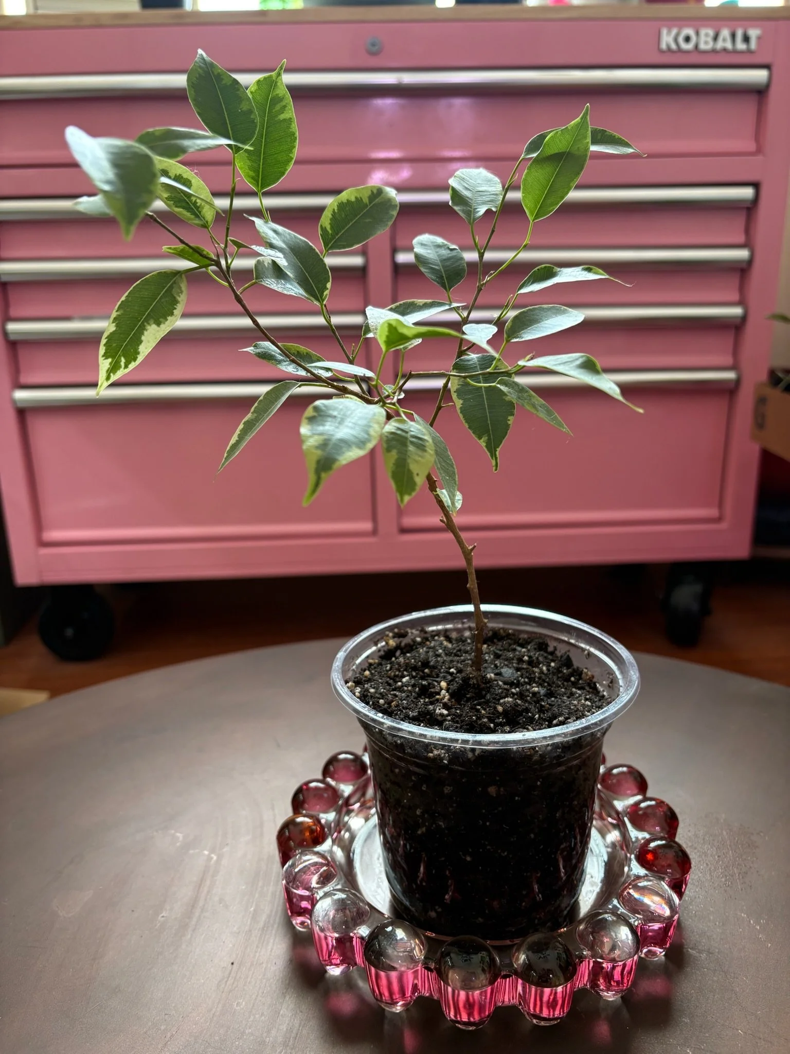Ficus 'Benjamina' Variegated