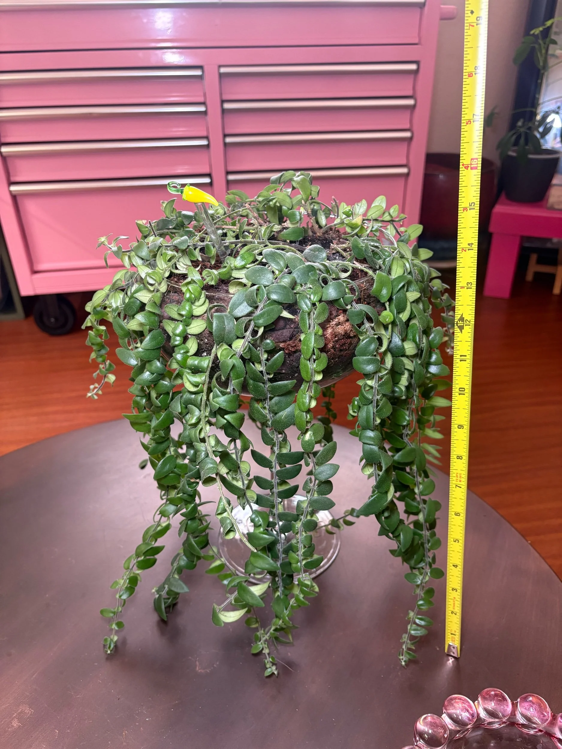 Lipstick Plant 'Curly'