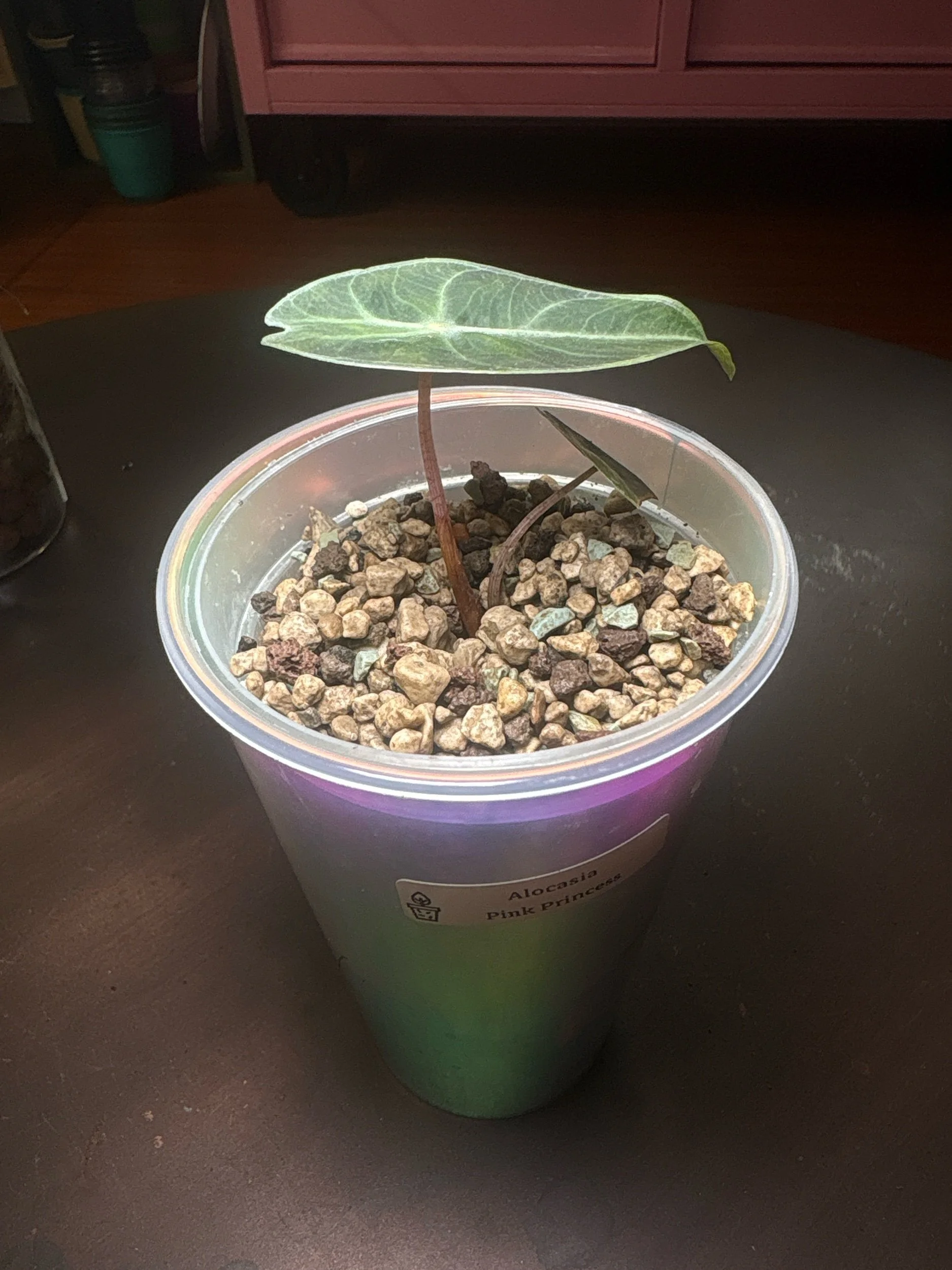 Alocasia Pink Princess