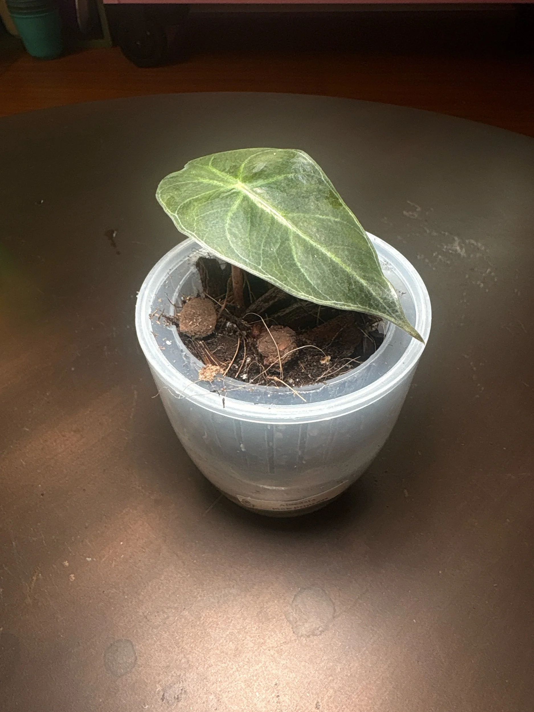 Alocasia Pink Princess