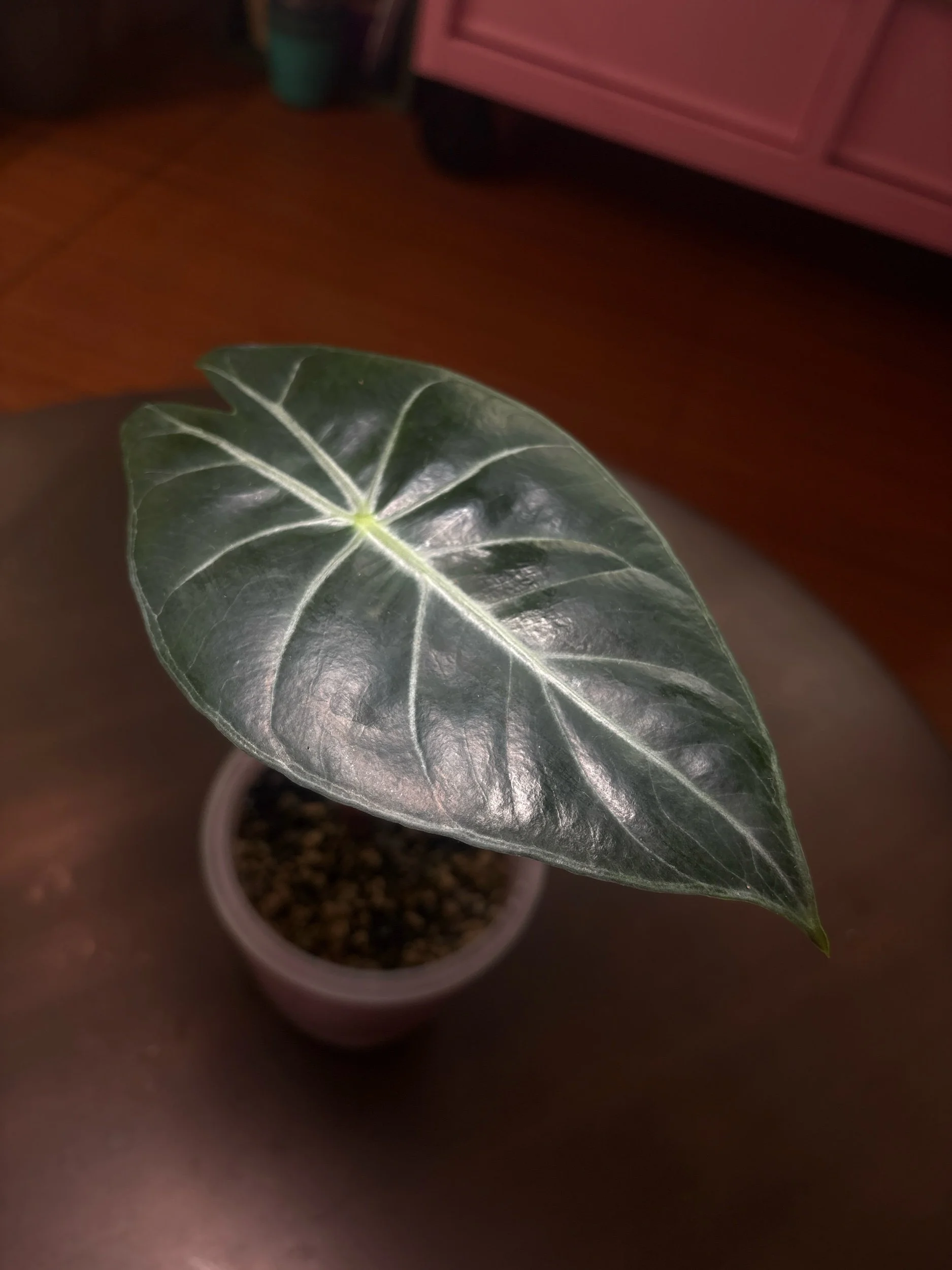 Alocasia Pink Princess