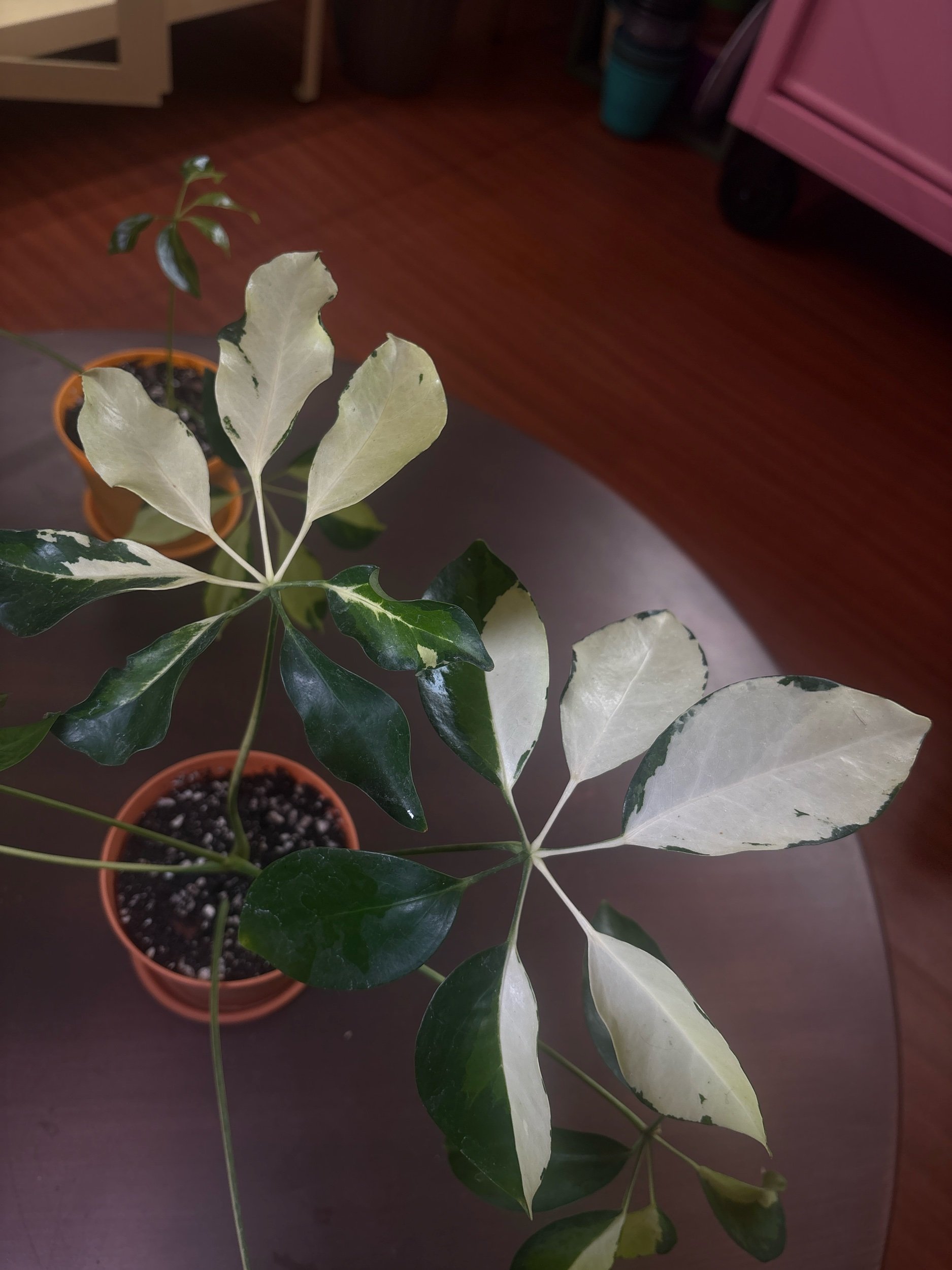Umbrella Plant