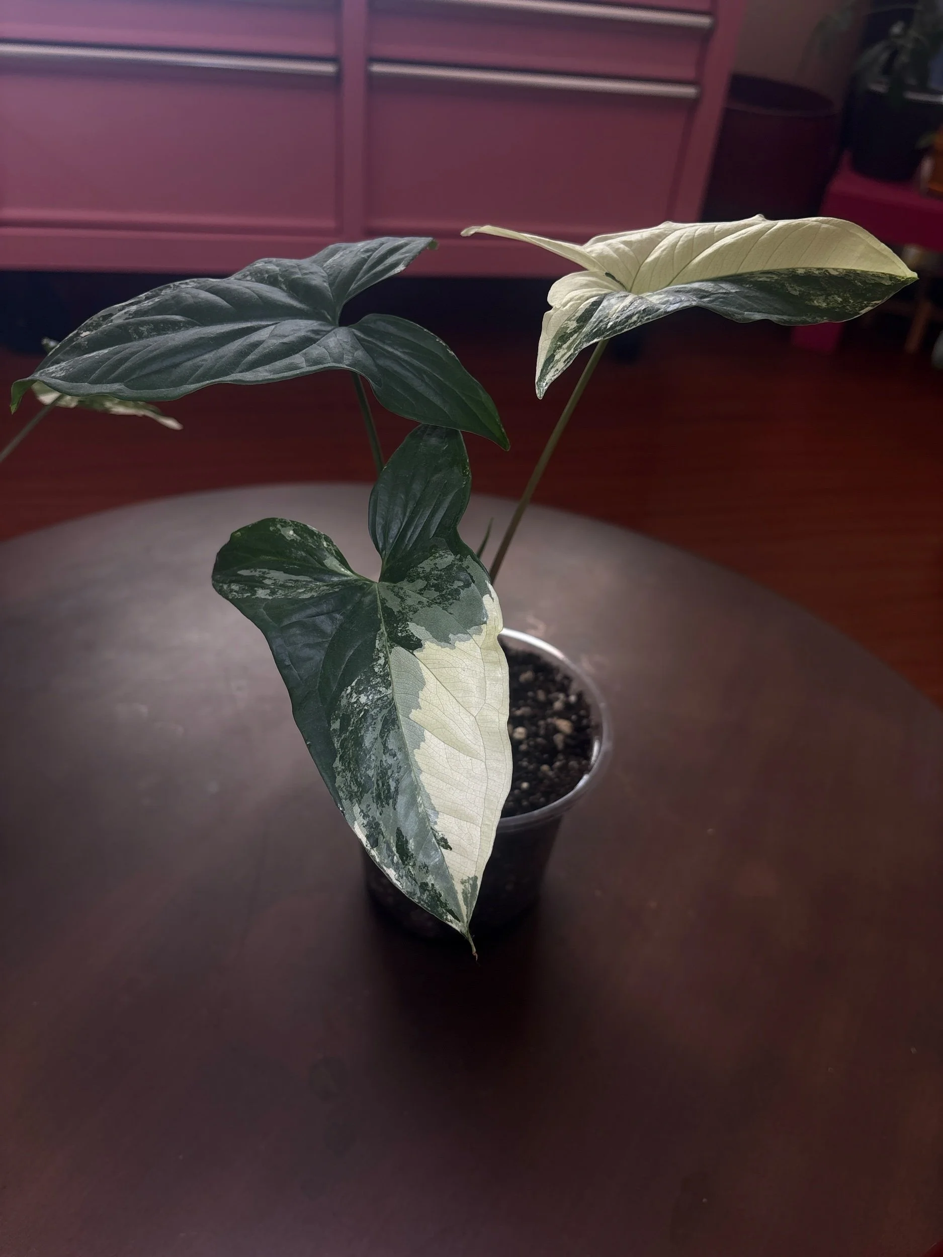 Syngonium Podophyllum Albo Variegated